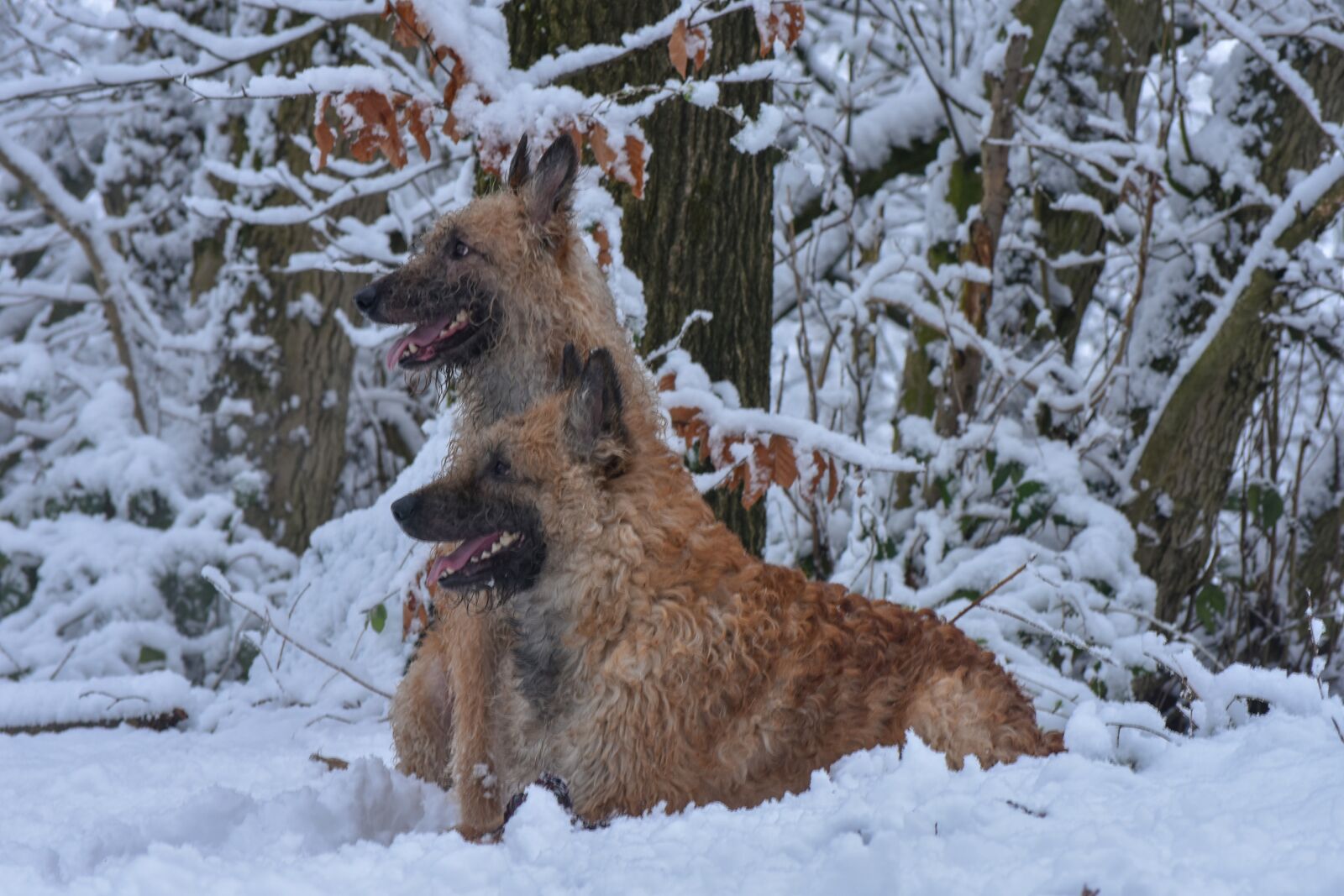 Nikon D7200 sample photo. Dogs, snow, animal photography