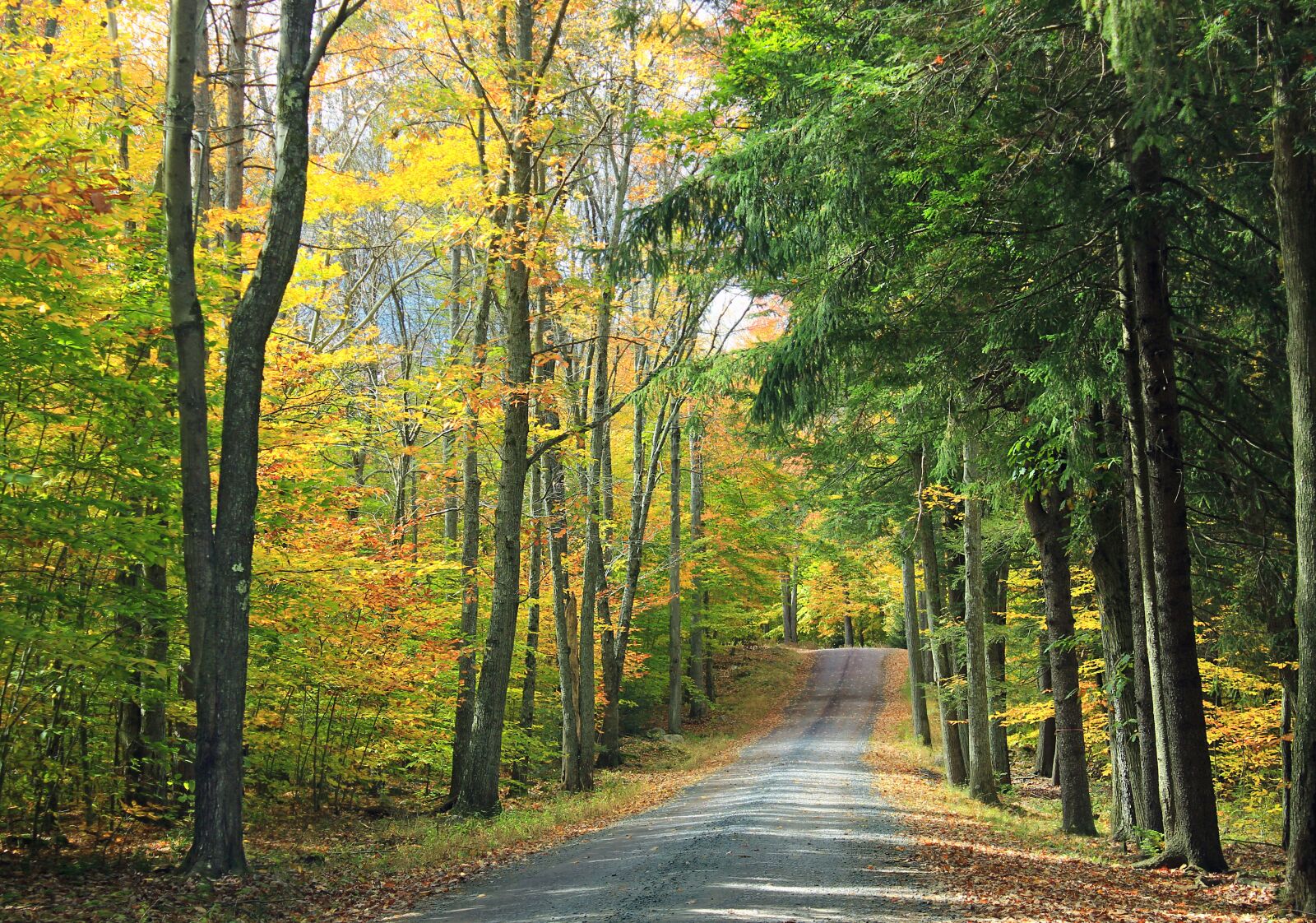 Canon EOS 600D (Rebel EOS T3i / EOS Kiss X5) sample photo. Forest, autumn forest, autumn photography