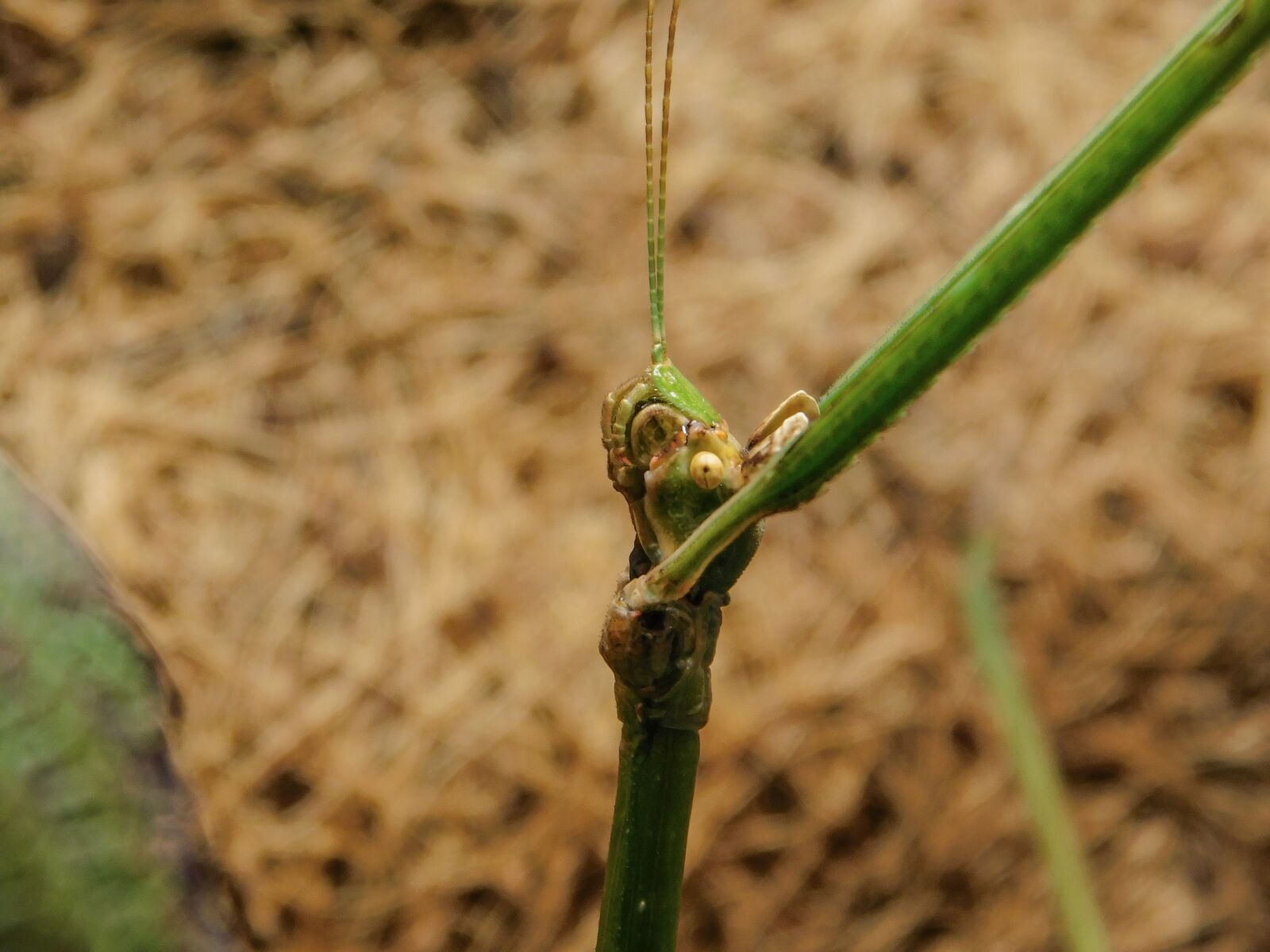 Nikon Coolpix B500 sample photo. Rod locust, insect, nature photography