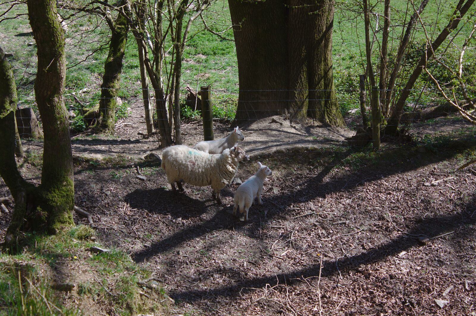 Canon EOS 50D sample photo. Sheep, lambs, woods photography