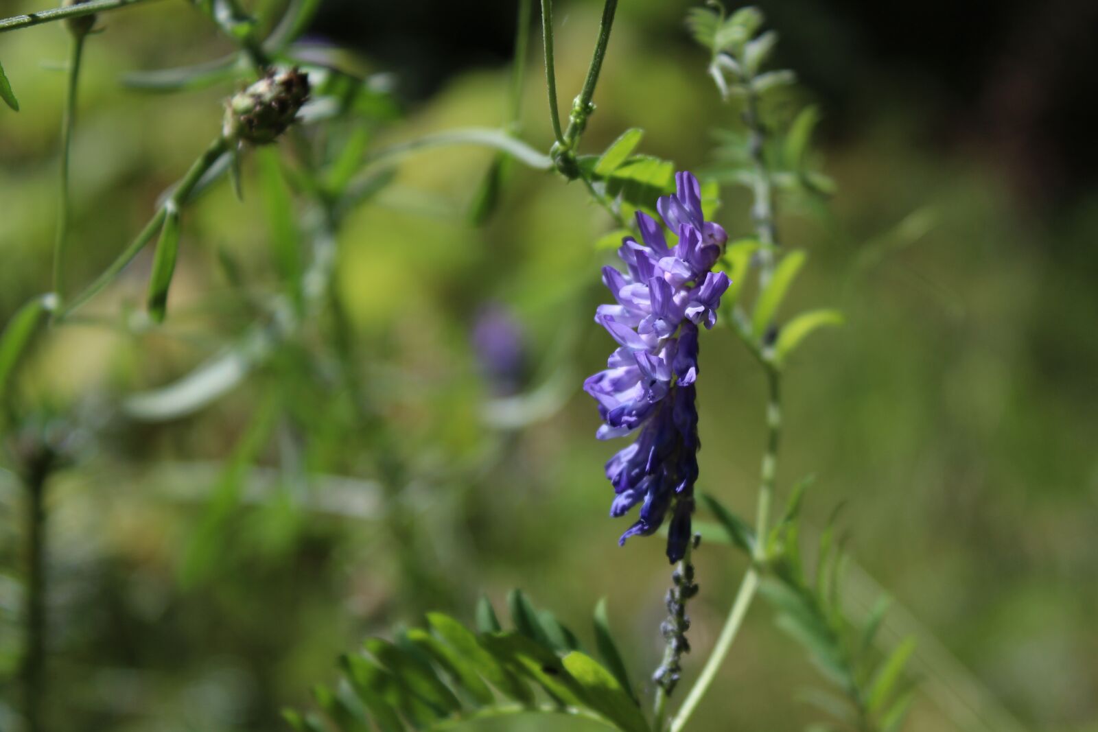 Canon EOS 1200D (EOS Rebel T5 / EOS Kiss X70 / EOS Hi) sample photo. Nature, leaf, flower photography