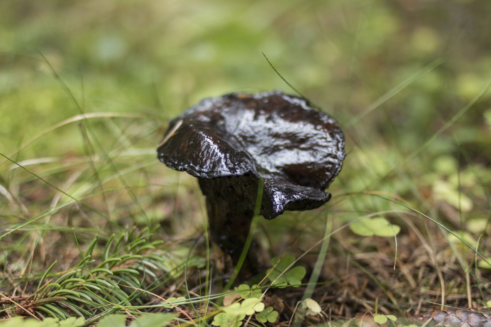 Canon EOS 70D sample photo. Mushroom, collection, macro photography