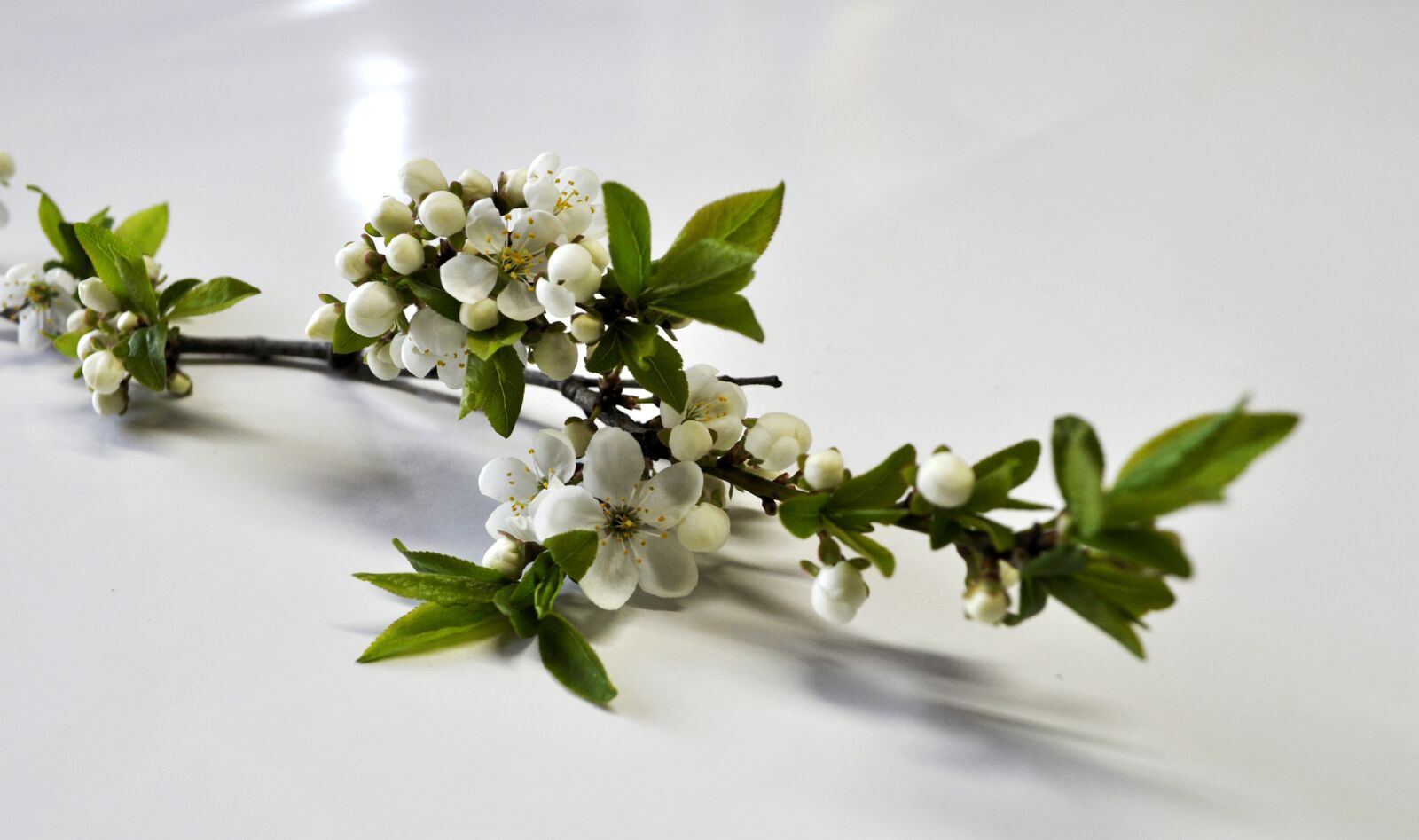 Nikon D5000 sample photo. Nature, branch, plant photography