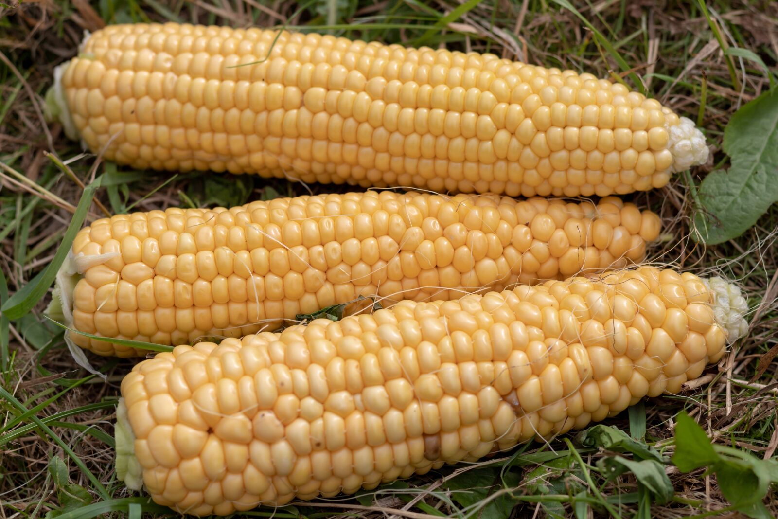 Canon EOS 1300D (EOS Rebel T6 / EOS Kiss X80) + Canon EF 50mm F1.8 STM sample photo. Corn, the ear, cereals photography