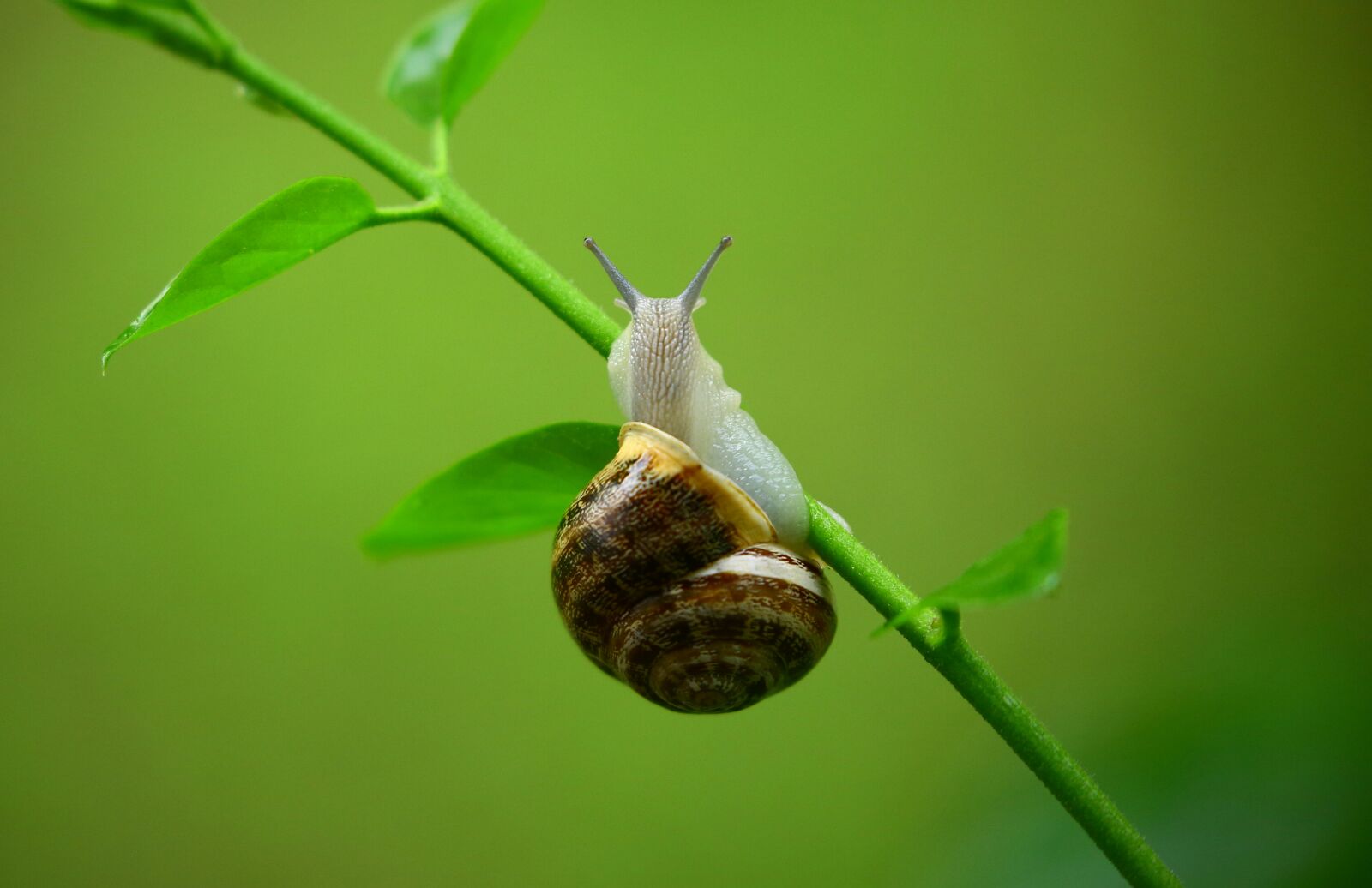 Canon EOS 5D Mark III sample photo. Snail, gastropod, slow, garden photography