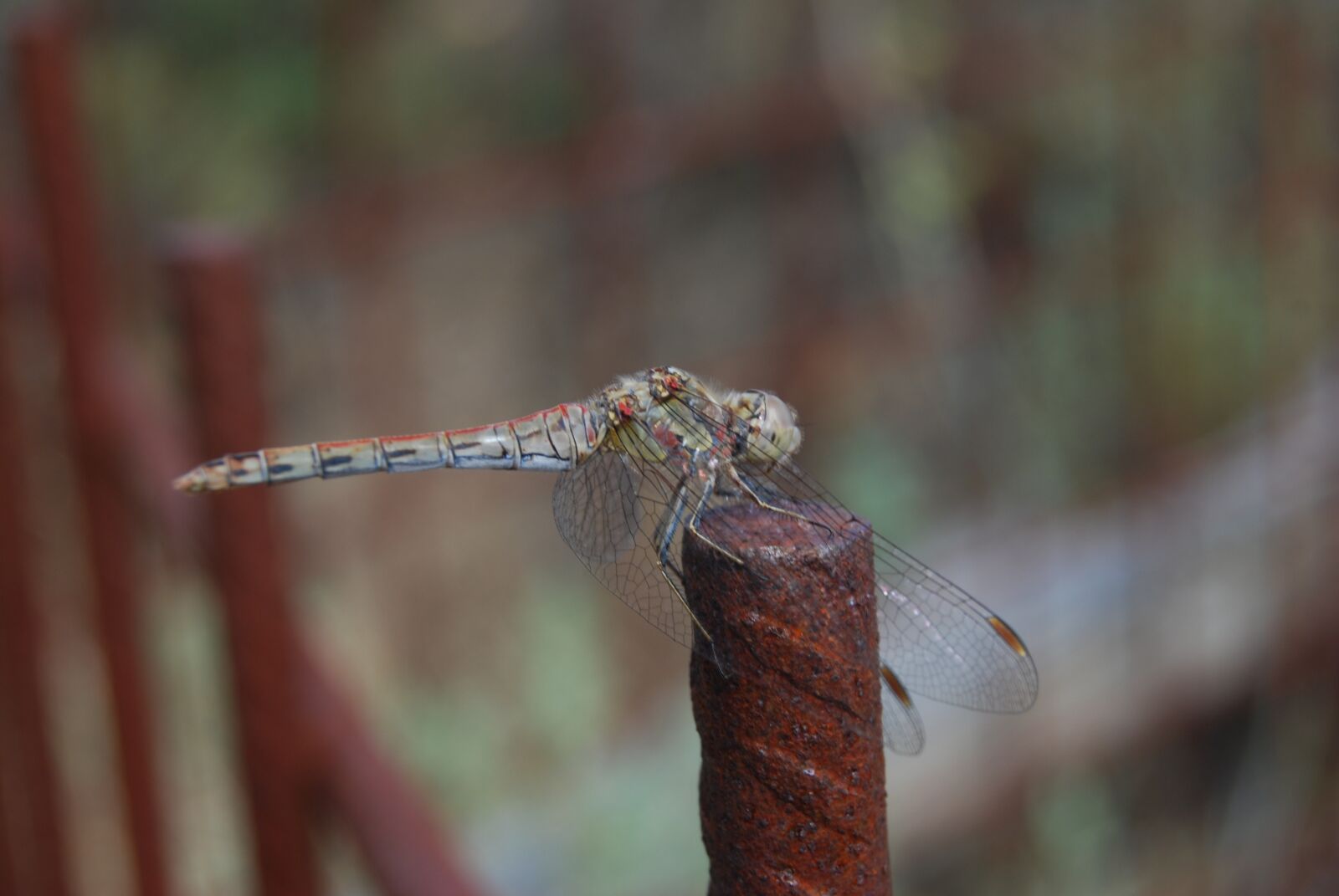 Nikon D40X sample photo. Dragonfly, flying insect, nature photography
