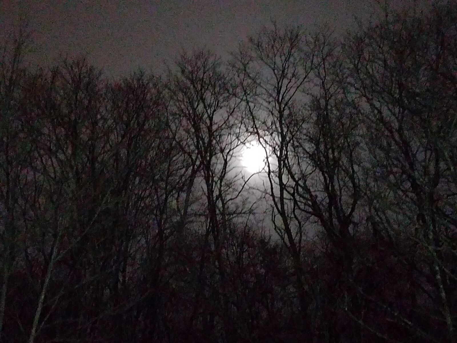 Samsung Galaxy S7 sample photo. Moon, trees, night photography