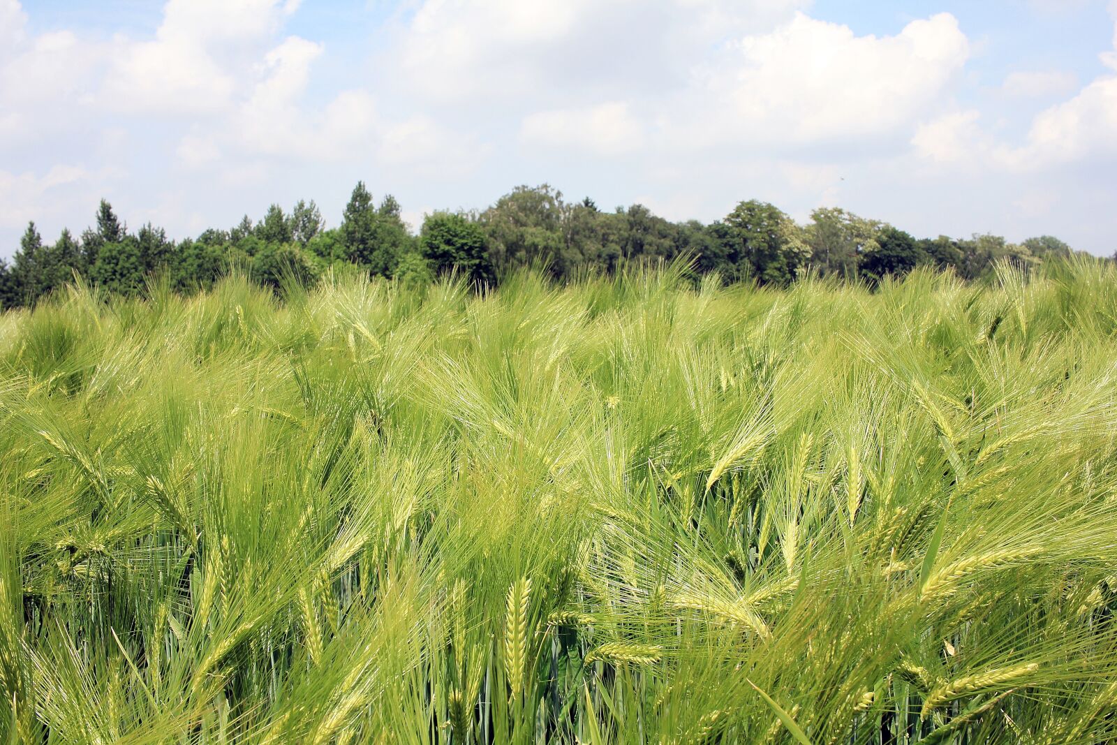 Canon EOS 550D (EOS Rebel T2i / EOS Kiss X4) sample photo. Barley field, barley, cereals photography