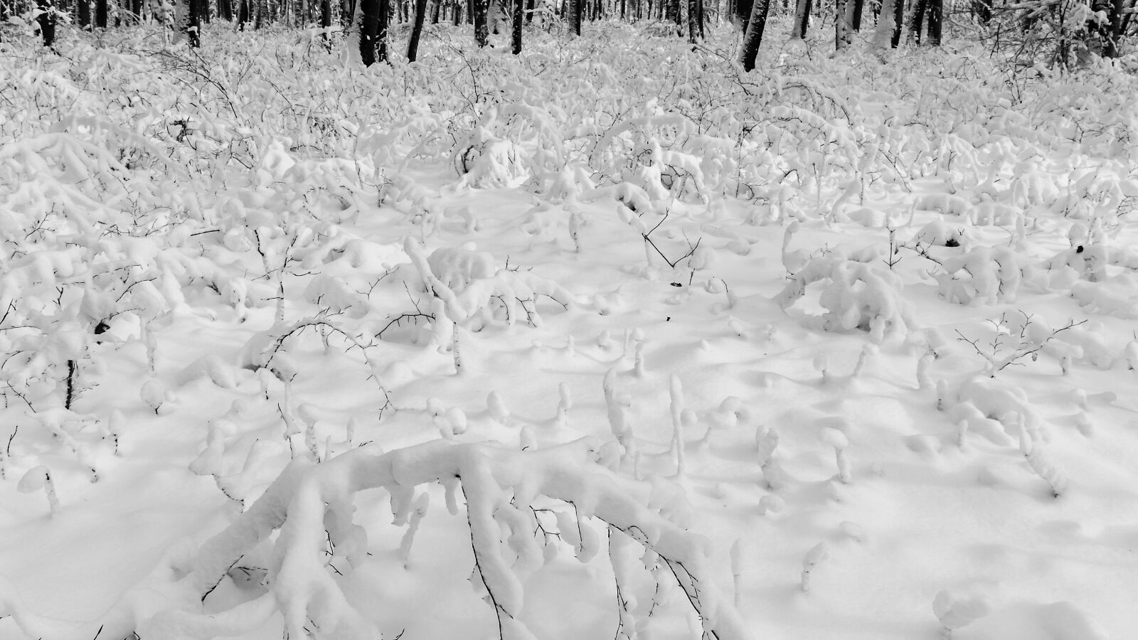 Canon EOS 7D sample photo. Snowy, snow load, forest photography