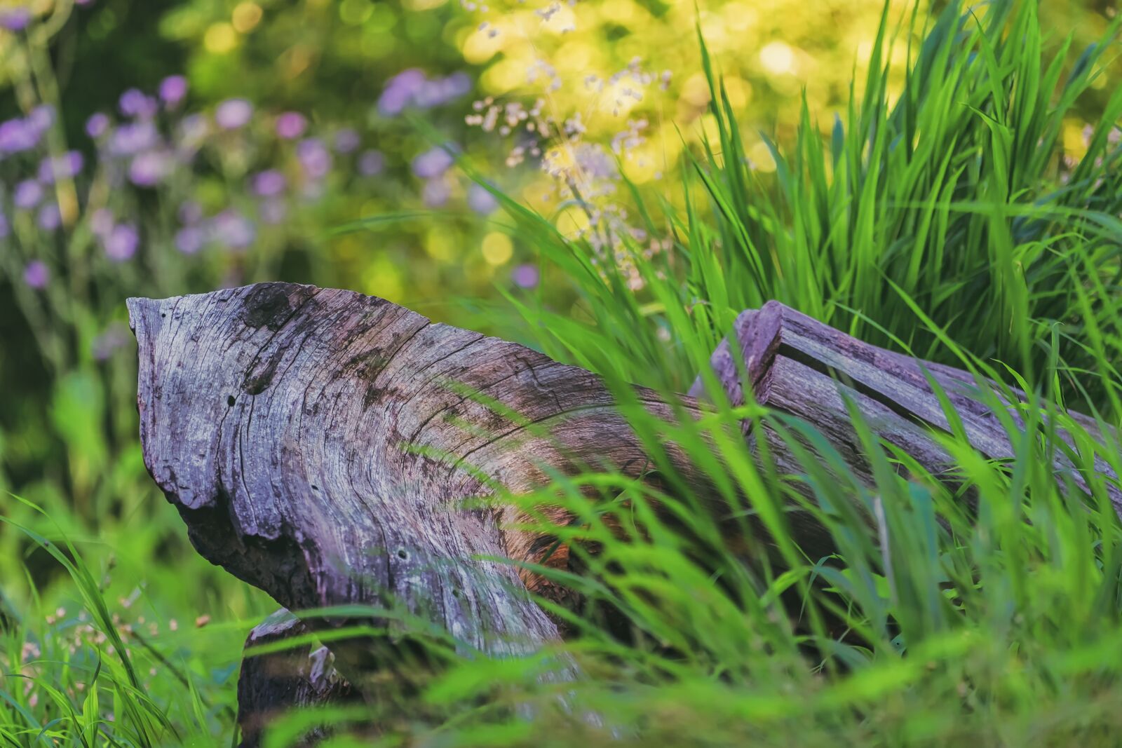 Fujifilm XF 55-200mm F3.5-4.8 R LM OIS sample photo. Branch, old, morsch photography