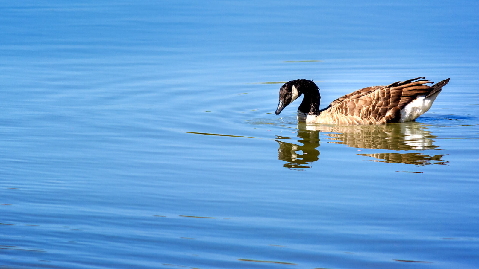Nikon D5200 sample photo. Animal, animals, bird, duck photography