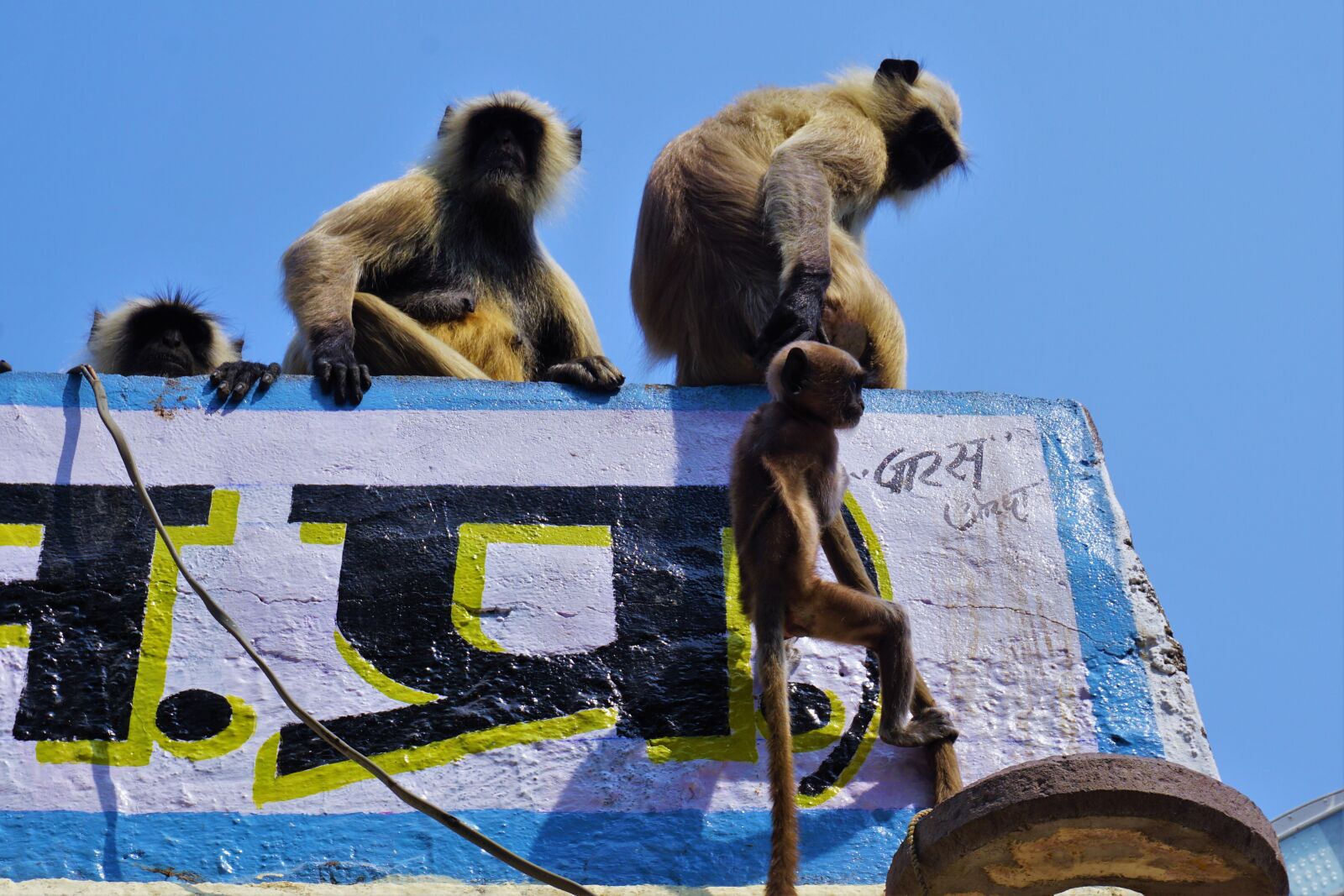 Sony E 16-50mm F3.5-5.6 PZ OSS sample photo. India, monkey, baby photography