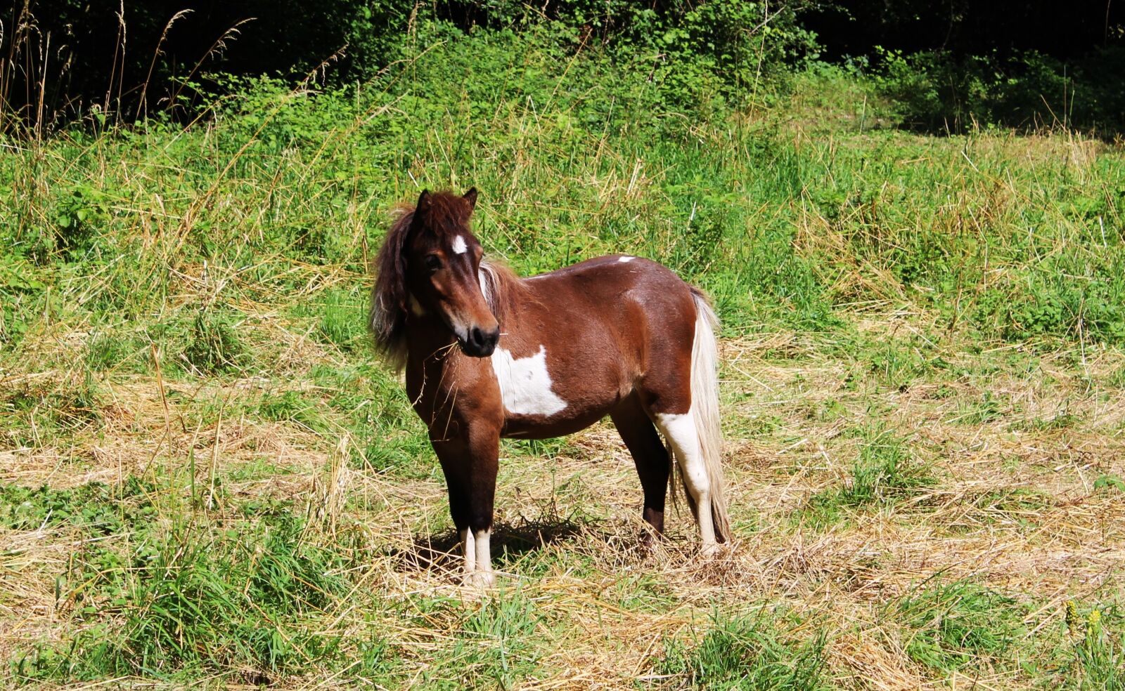 Canon EOS 1200D (EOS Rebel T5 / EOS Kiss X70 / EOS Hi) sample photo. Pony, equine, mane photography