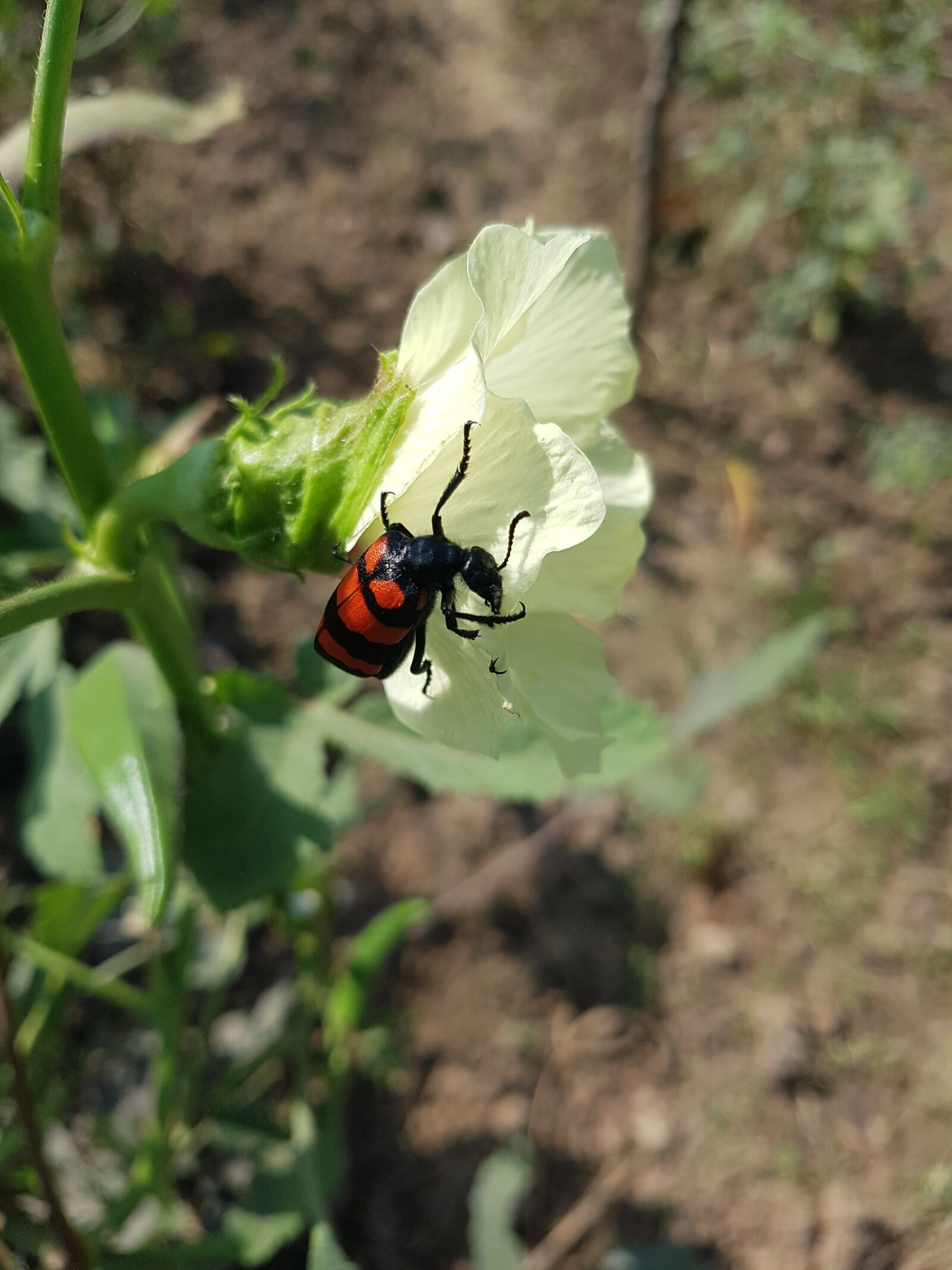Samsung Galaxy S7 Edge sample photo. Reptile on flower, flower photography