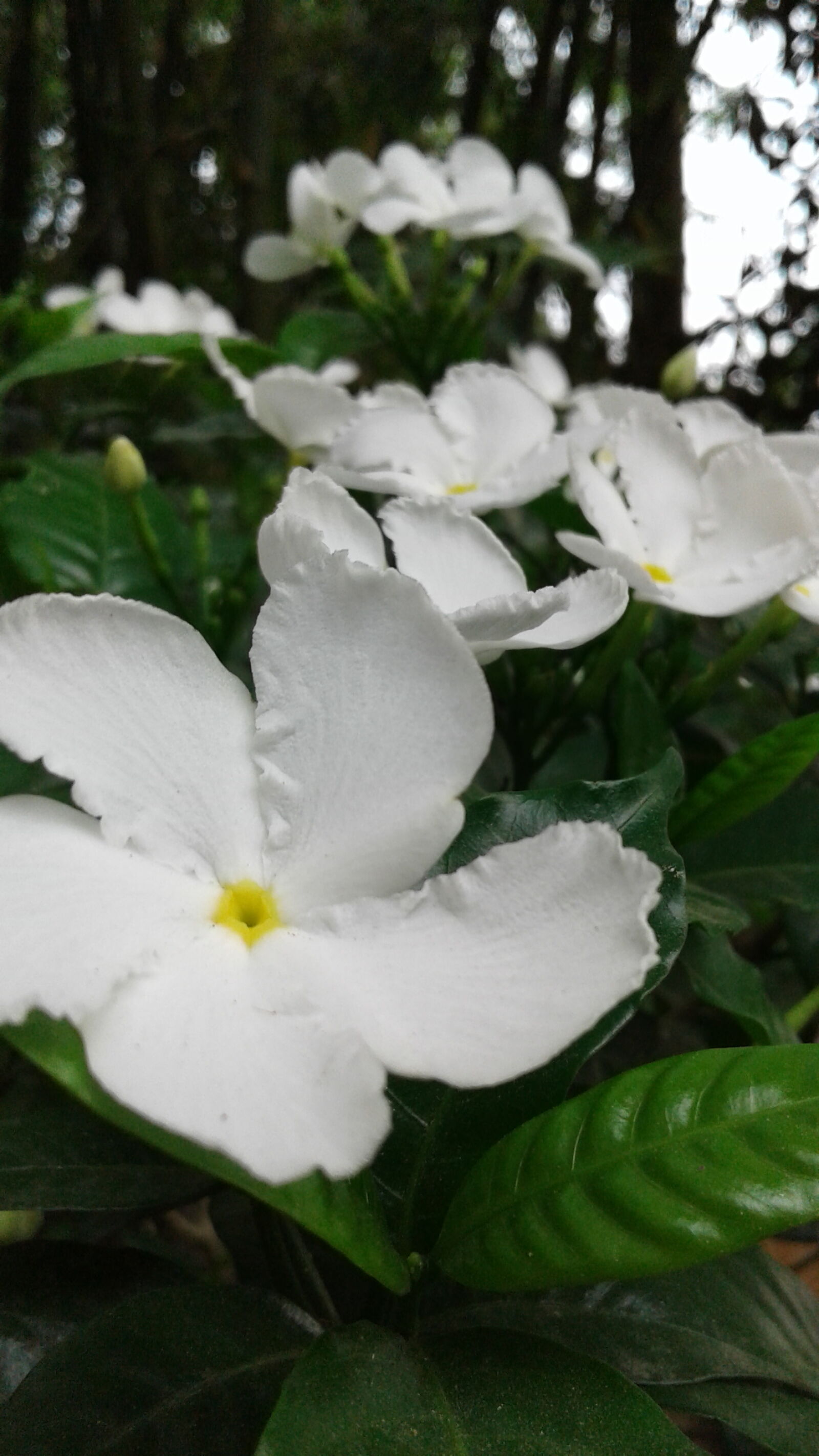 Samsung Galaxy J2 sample photo. White, flowers photography