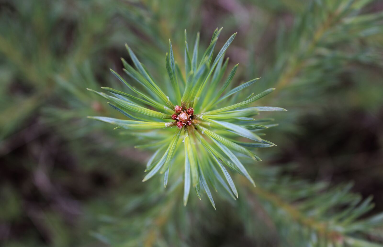 Canon EOS 1200D (EOS Rebel T5 / EOS Kiss X70 / EOS Hi) sample photo. Pine, pines, forest photography