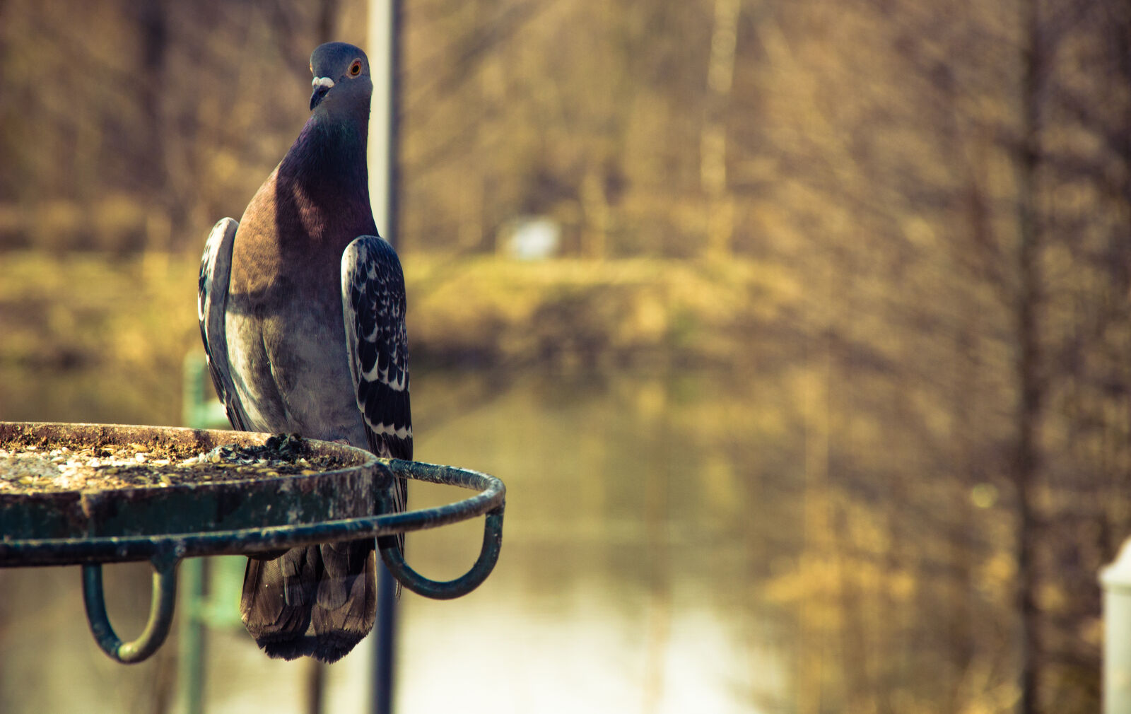 Canon EOS 600D (Rebel EOS T3i / EOS Kiss X5) sample photo. Bird, park, walk photography