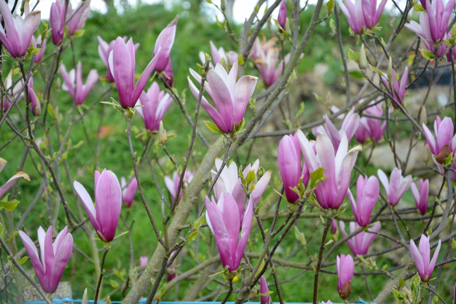 Nikon D5200 sample photo. Flowers magnolia, color purple photography