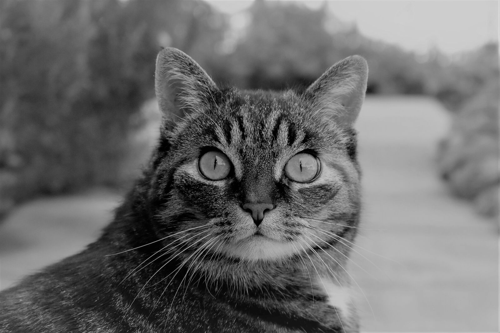 Nikon D5500 sample photo. Cat, mackerel, animal photography