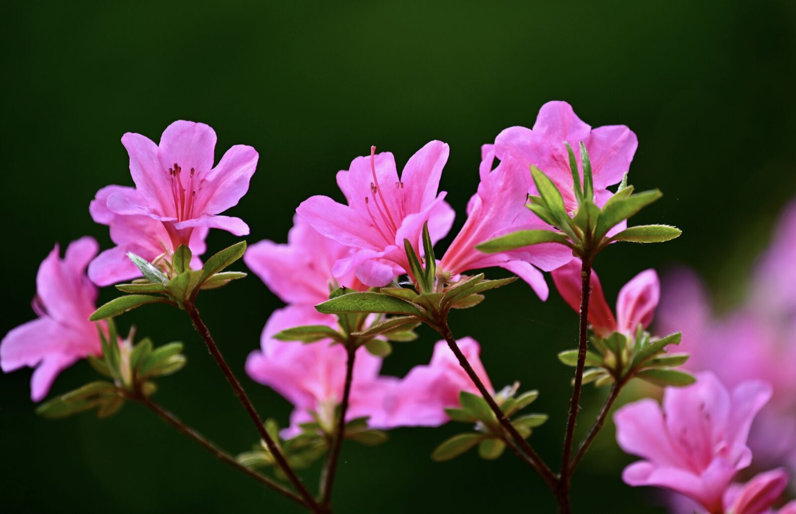 Nikon Z6 sample photo. Rhododendron, bush, garden photography