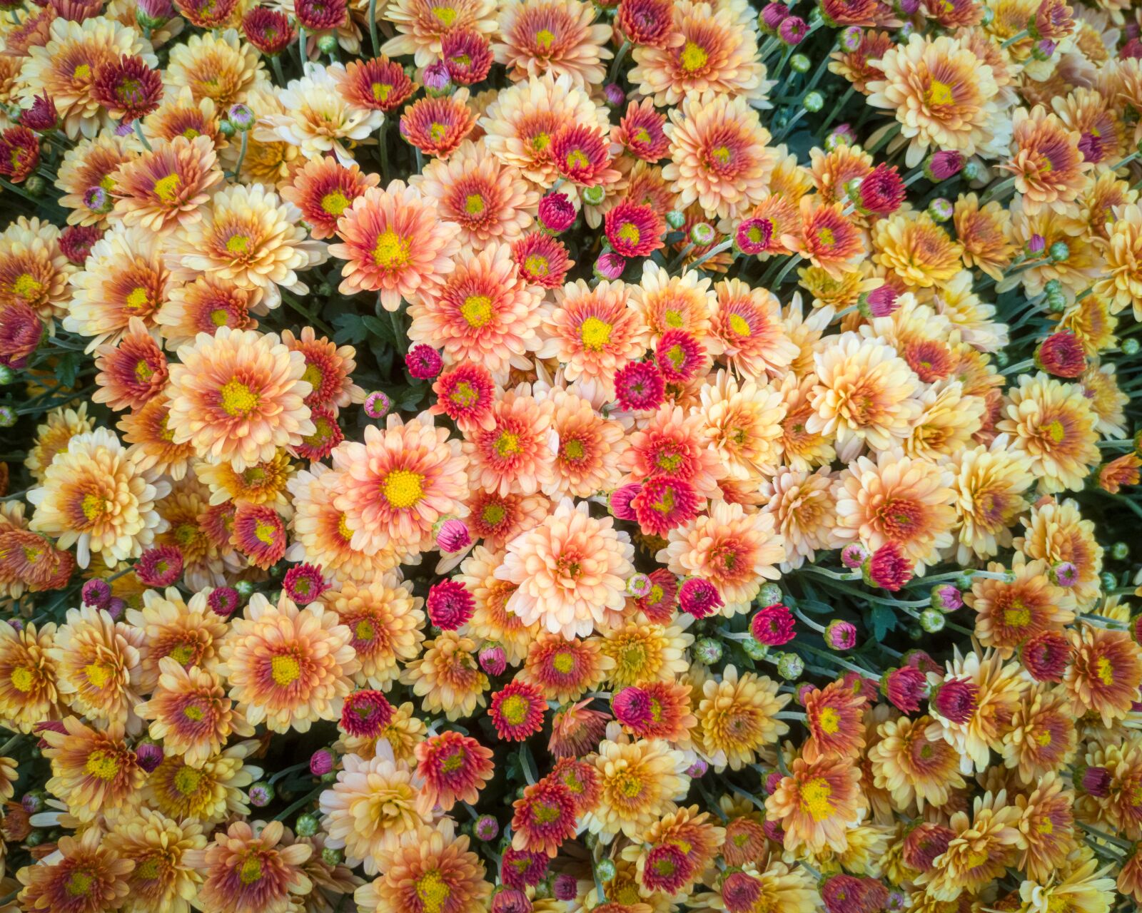 HUAWEI CLT-L29 sample photo. Background, beautiful, bloom photography