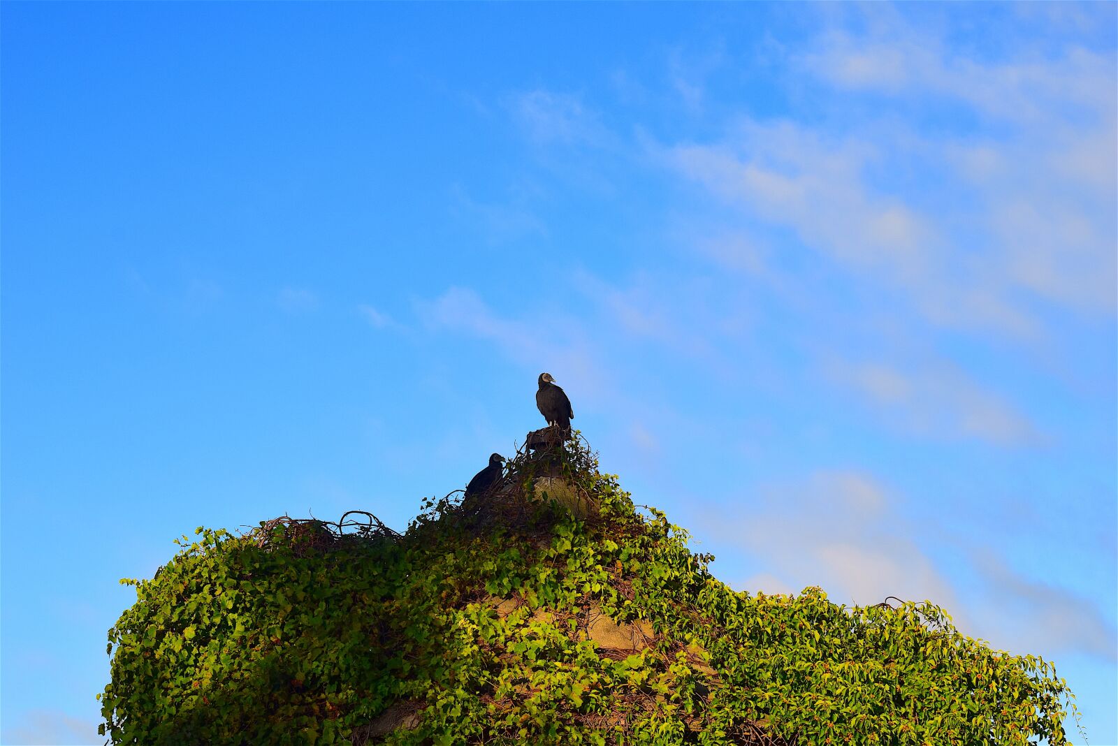 Nikon D3300 sample photo. Vulture, silo, morning photography