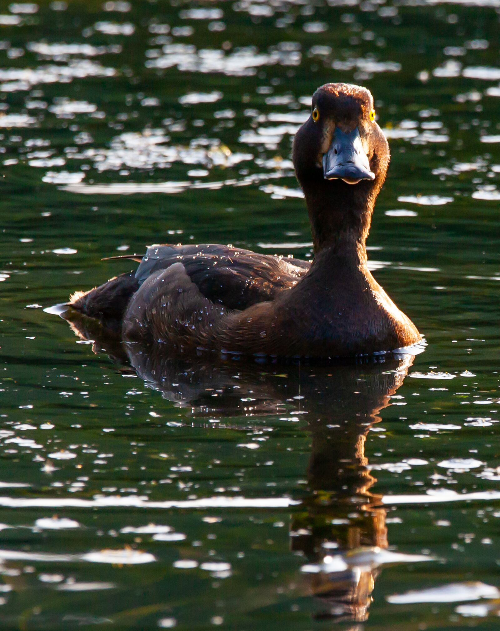 150-600mm F5-6.3 DG OS HSM | Contemporary 015 sample photo. Greater scaup, scaup, golden photography
