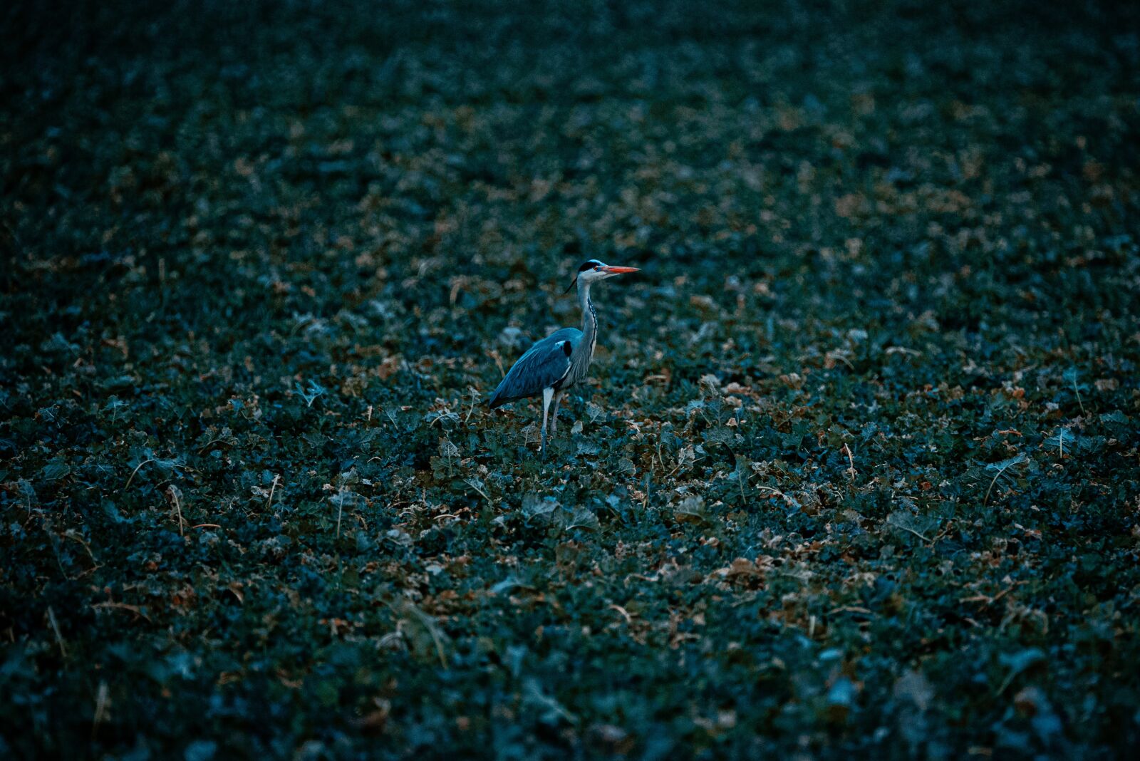 Nikon D750 sample photo. Grey heron, bird, heron photography