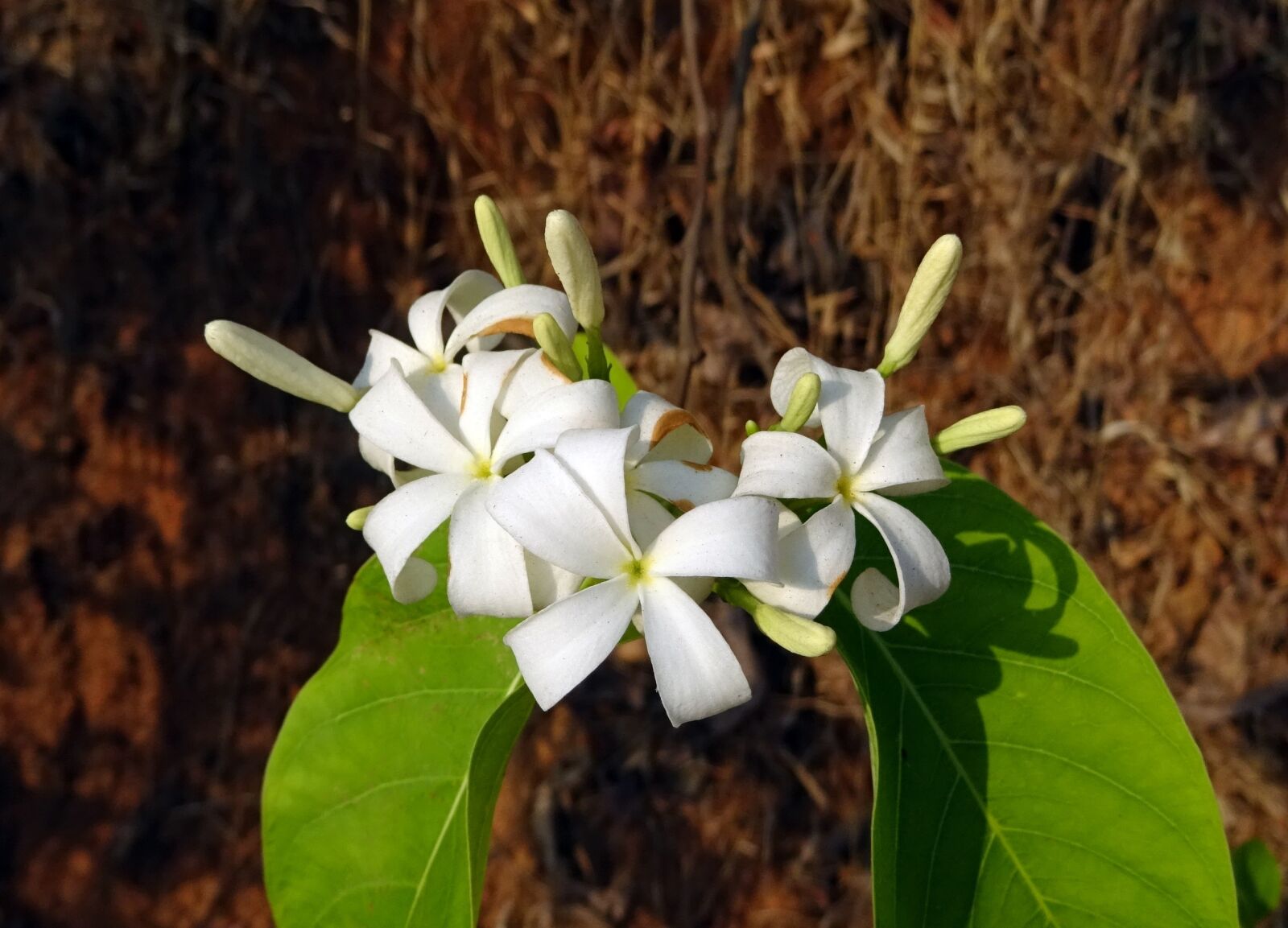 Sony DSC-HX60V sample photo. Flower, white, wild photography
