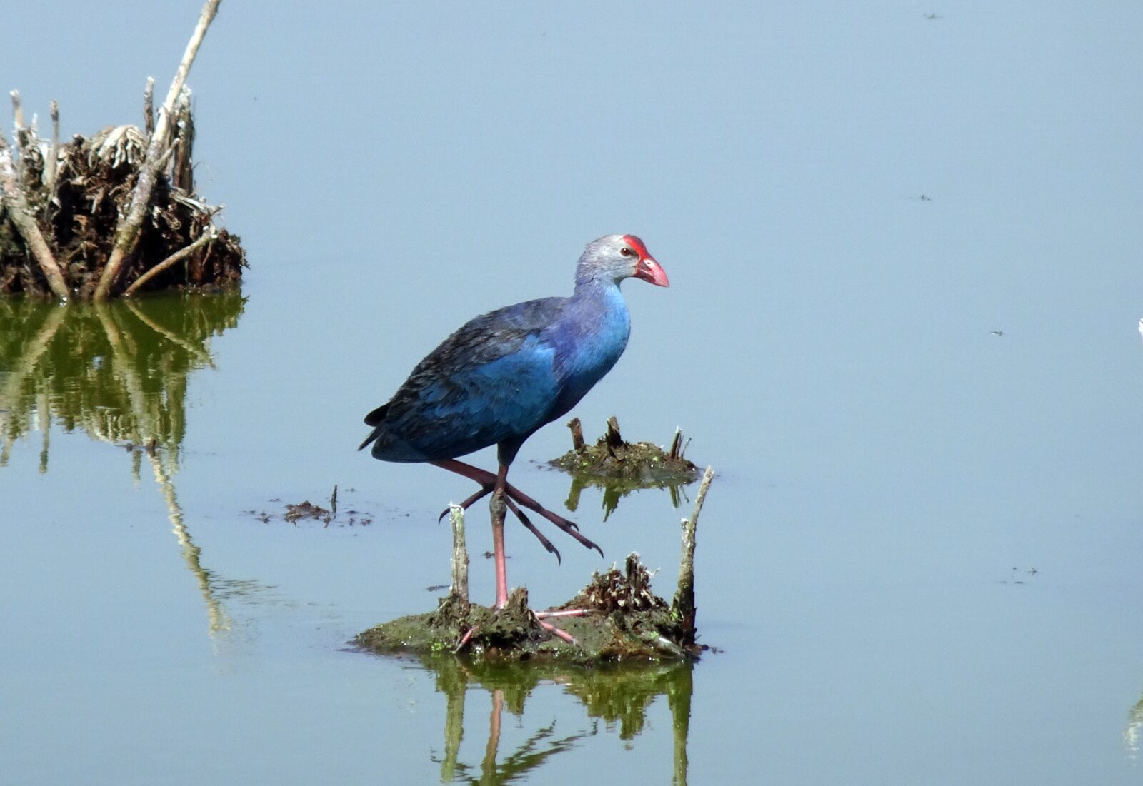 Sony Cyber-shot DSC-HX90V sample photo. Bird, purple swamphen, purple photography