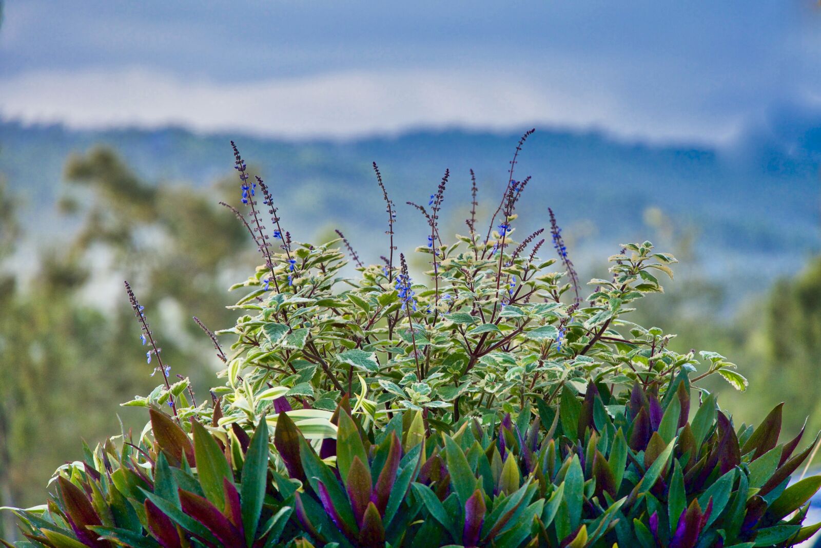 Sony a6500 sample photo. Plant, flowers, garden photography