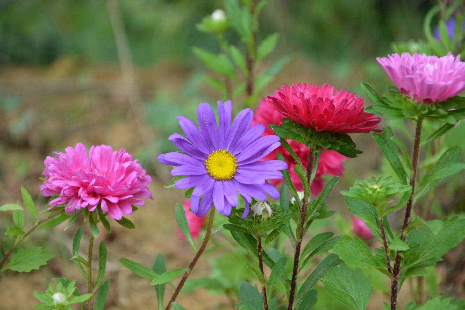 Nikon D5200 sample photo. Flower, flowers, bouquet photography