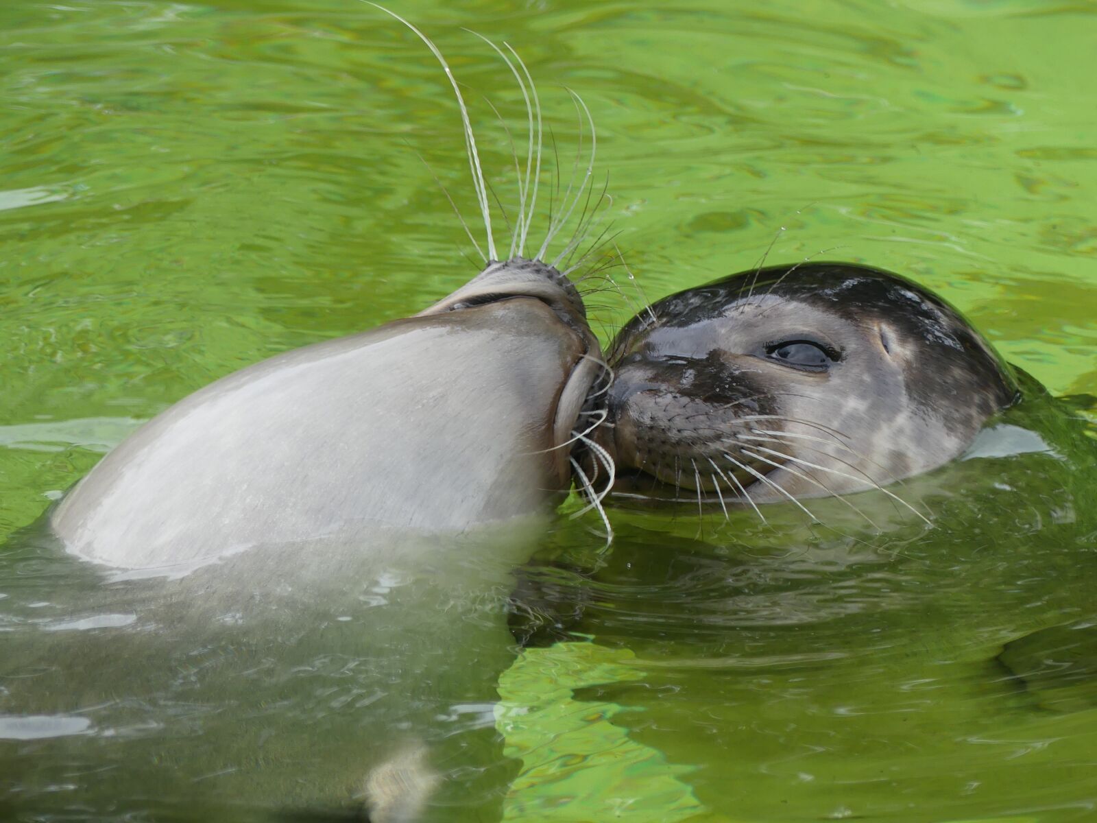 Panasonic Lumix DMC-FZ300 sample photo. Leopard seal, friends, smooch photography
