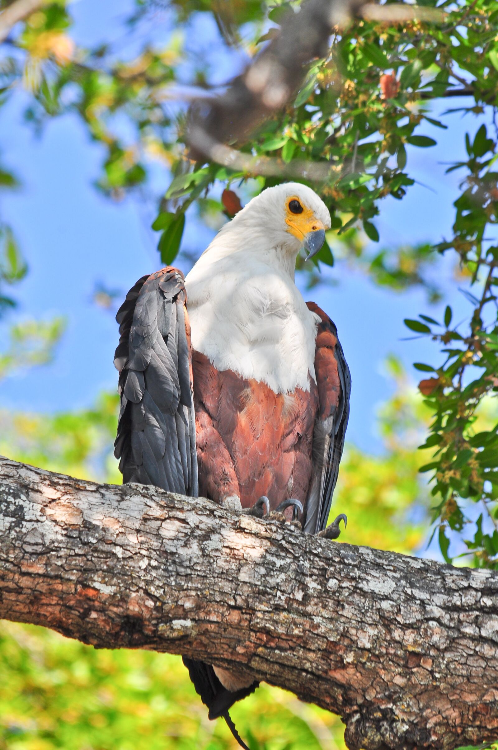 Nikon D90 sample photo. Bird, nature, wildlife photography