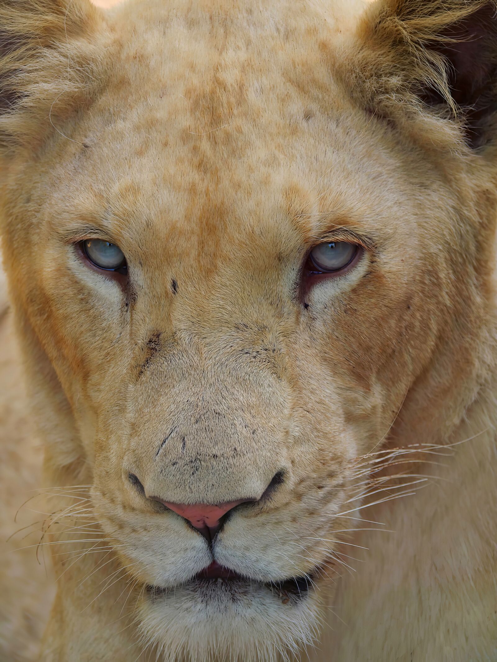 Panasonic Lumix DC-G9 sample photo. Lion, lioness, animals photography