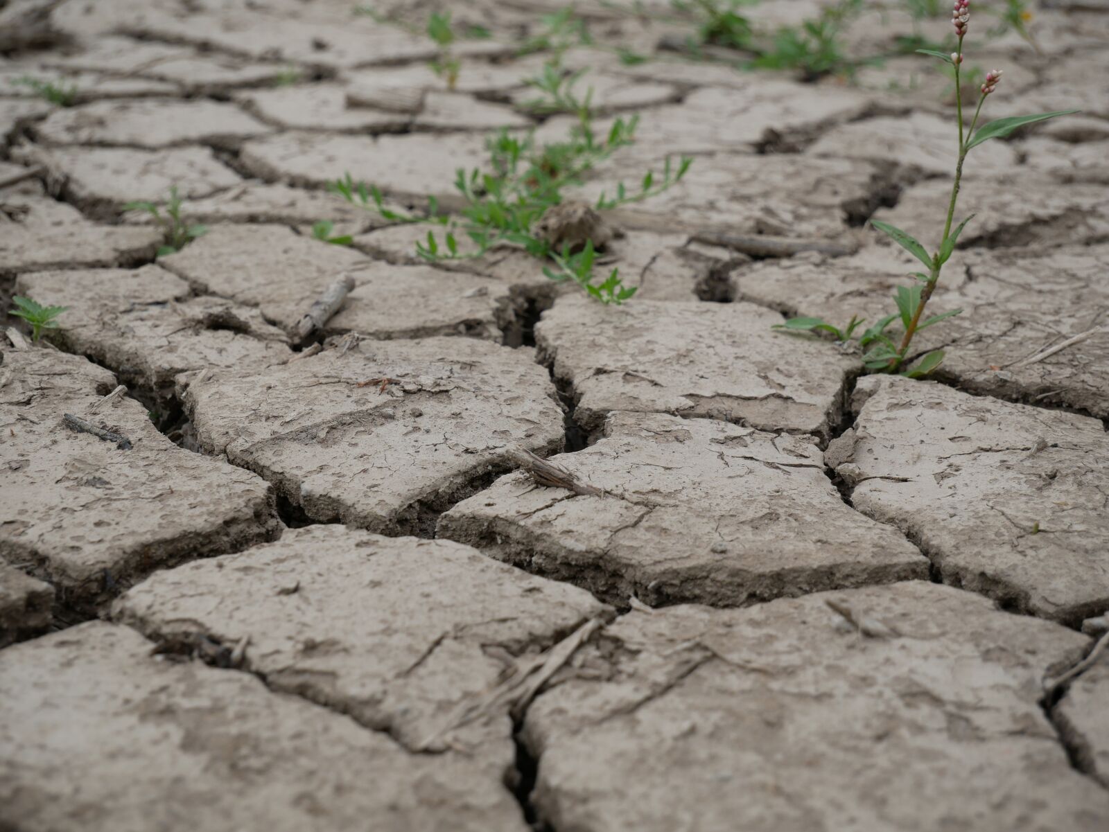 Panasonic DMC-G81 sample photo. Earth, cracked, clay soil photography
