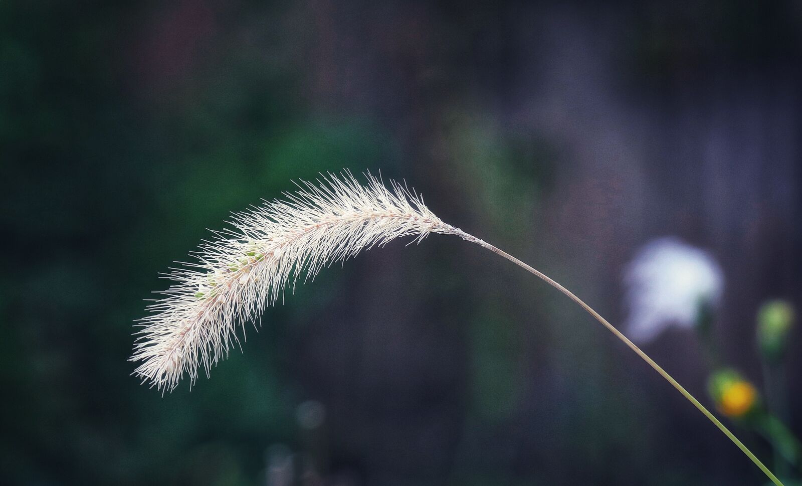 Canon EF-S 18-135mm F3.5-5.6 IS USM sample photo. Reeds, macro, drop photography