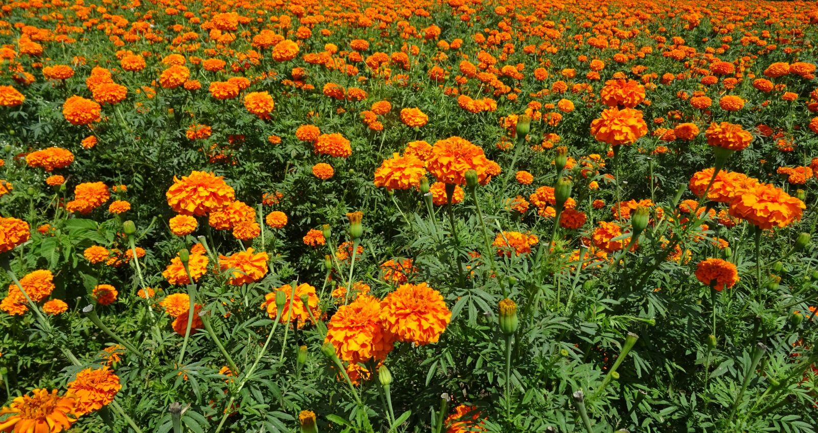 Sony DSC-HX60V sample photo. Flower, marigold, orange photography
