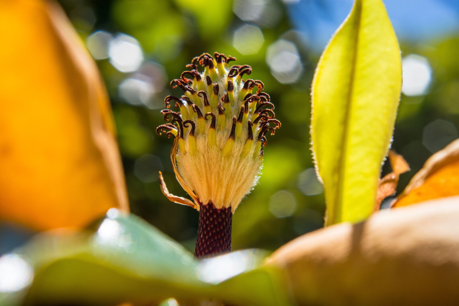 Nikon D7100 sample photo. Magnolia, flower, bokeh photography