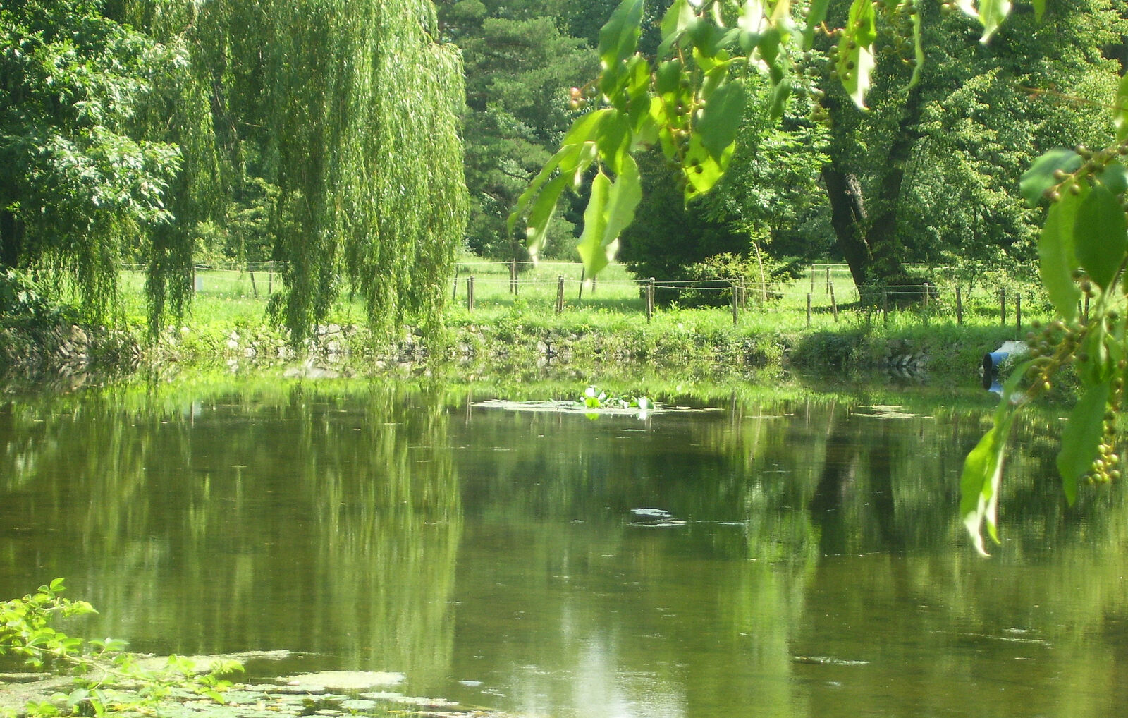 Kodak EASYSHARE C533 ZOOM DIGITAL CAMERA sample photo. Green, lake photography