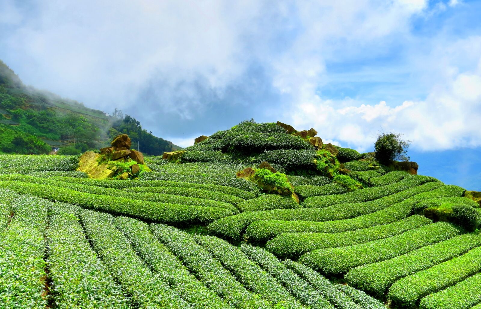 Canon PowerShot SX50 HS sample photo. Tea, hillside, sky photography
