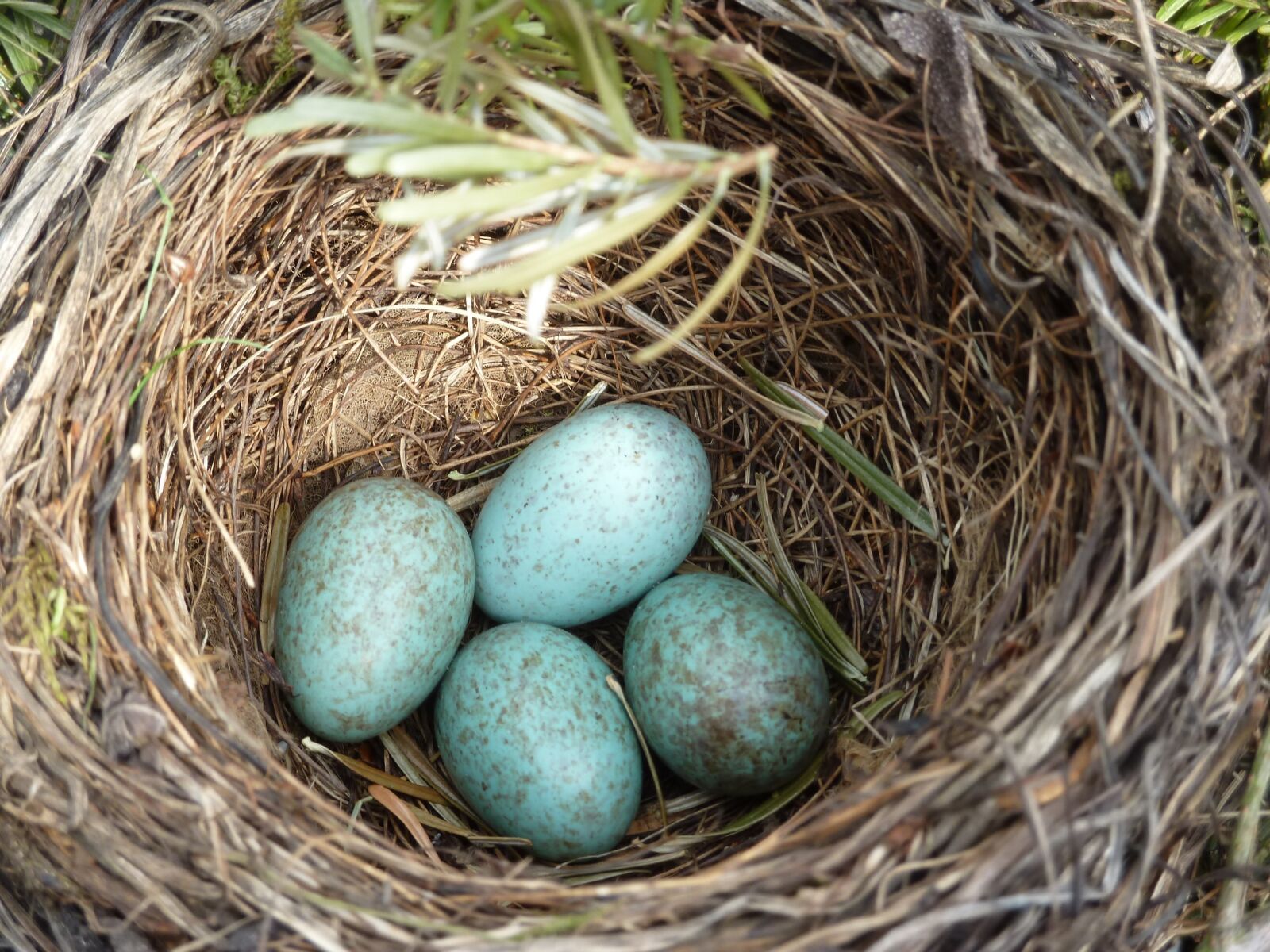 Panasonic Lumix DMC-ZS5 (Lumix DMC-TZ8) sample photo. Blackbird nest, blackbird, egg photography
