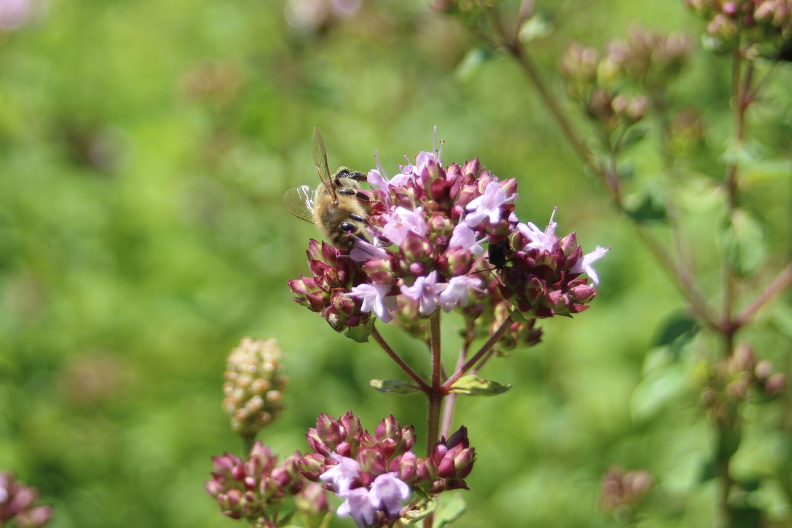 Canon EF 28-80mm f/3.5-5.6 sample photo. Bee, honeybee, bees photography