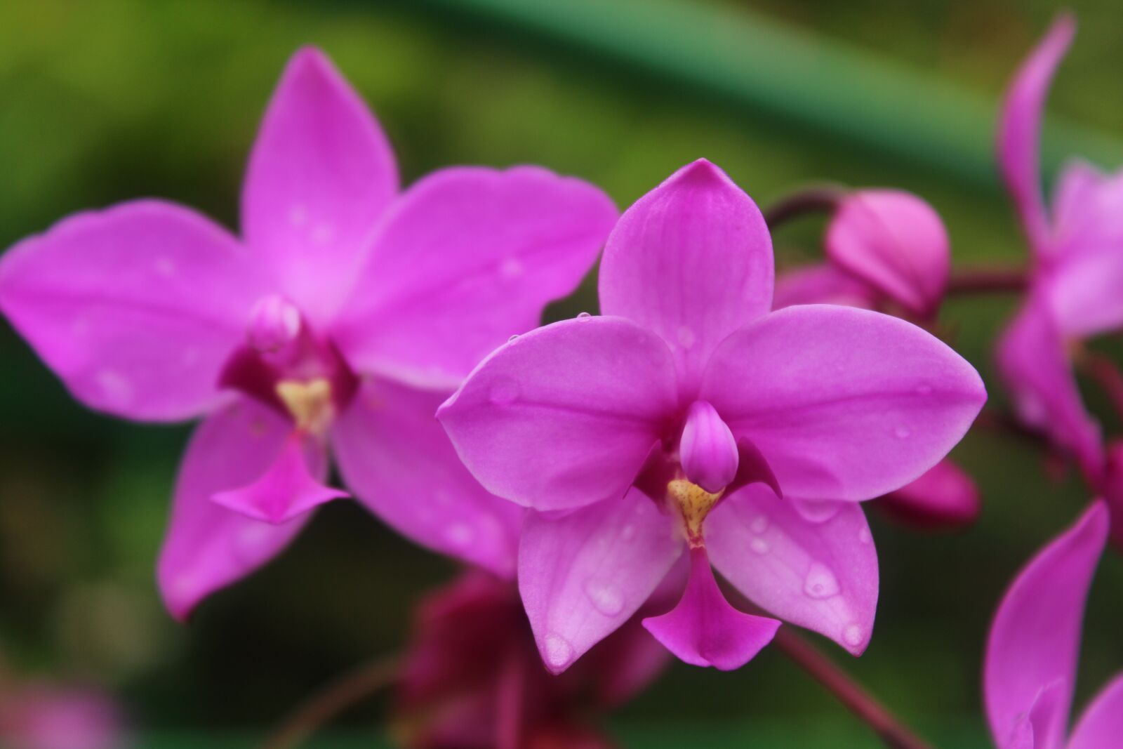 Canon EOS 1200D (EOS Rebel T5 / EOS Kiss X70 / EOS Hi) sample photo. Flower, orchid, bloom photography