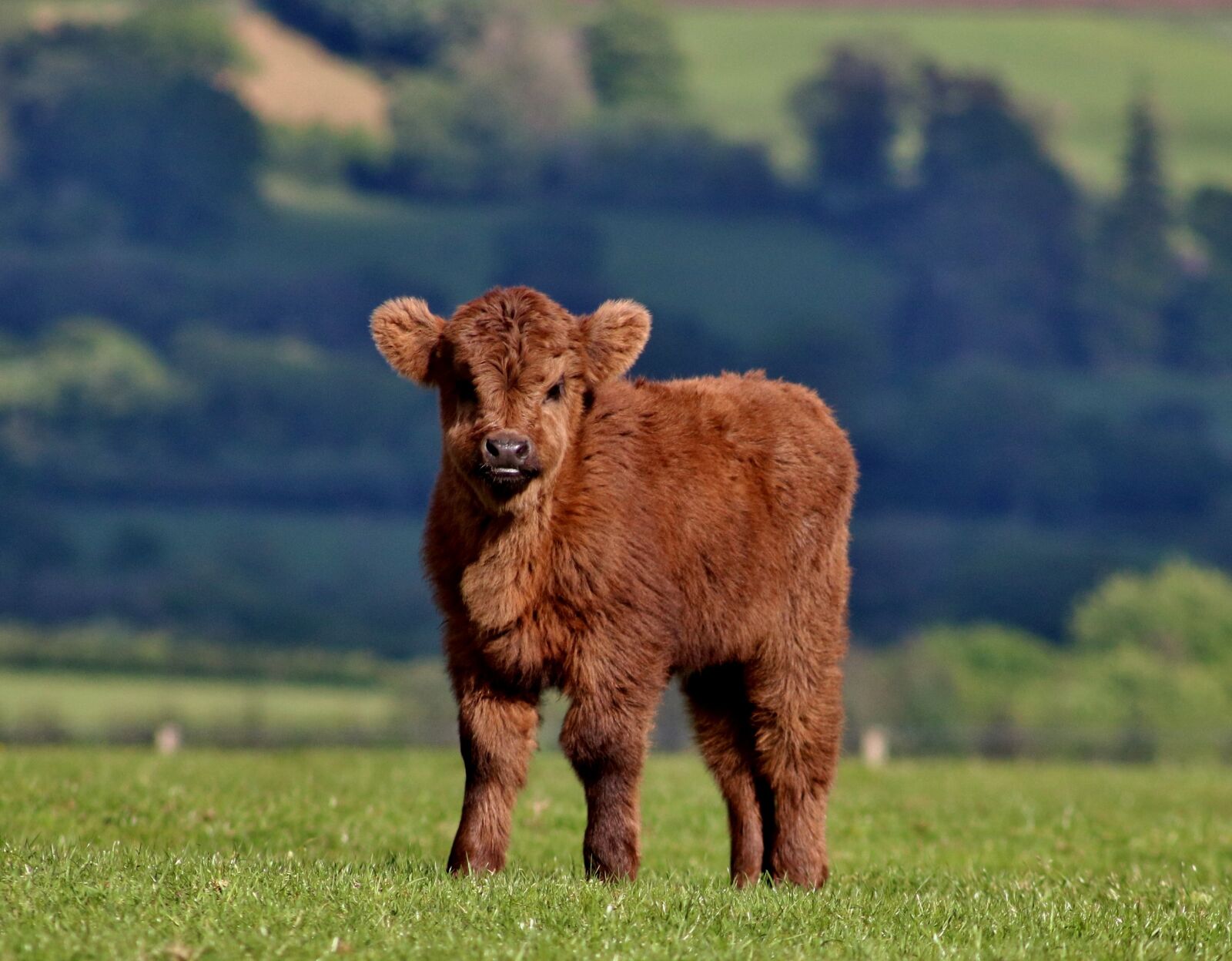 Canon EOS 750D (EOS Rebel T6i / EOS Kiss X8i) sample photo. Calf, cow, cattle photography