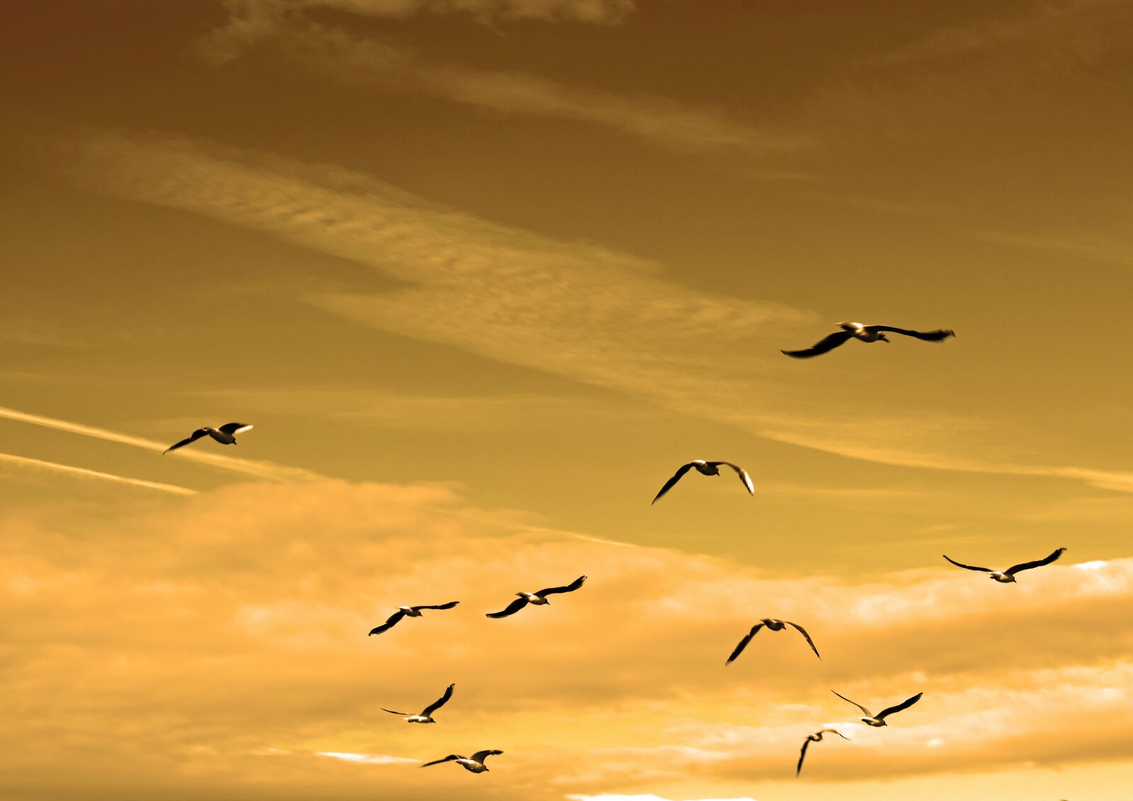 Nikon D5100 sample photo. Air, animals, bird, charisma photography