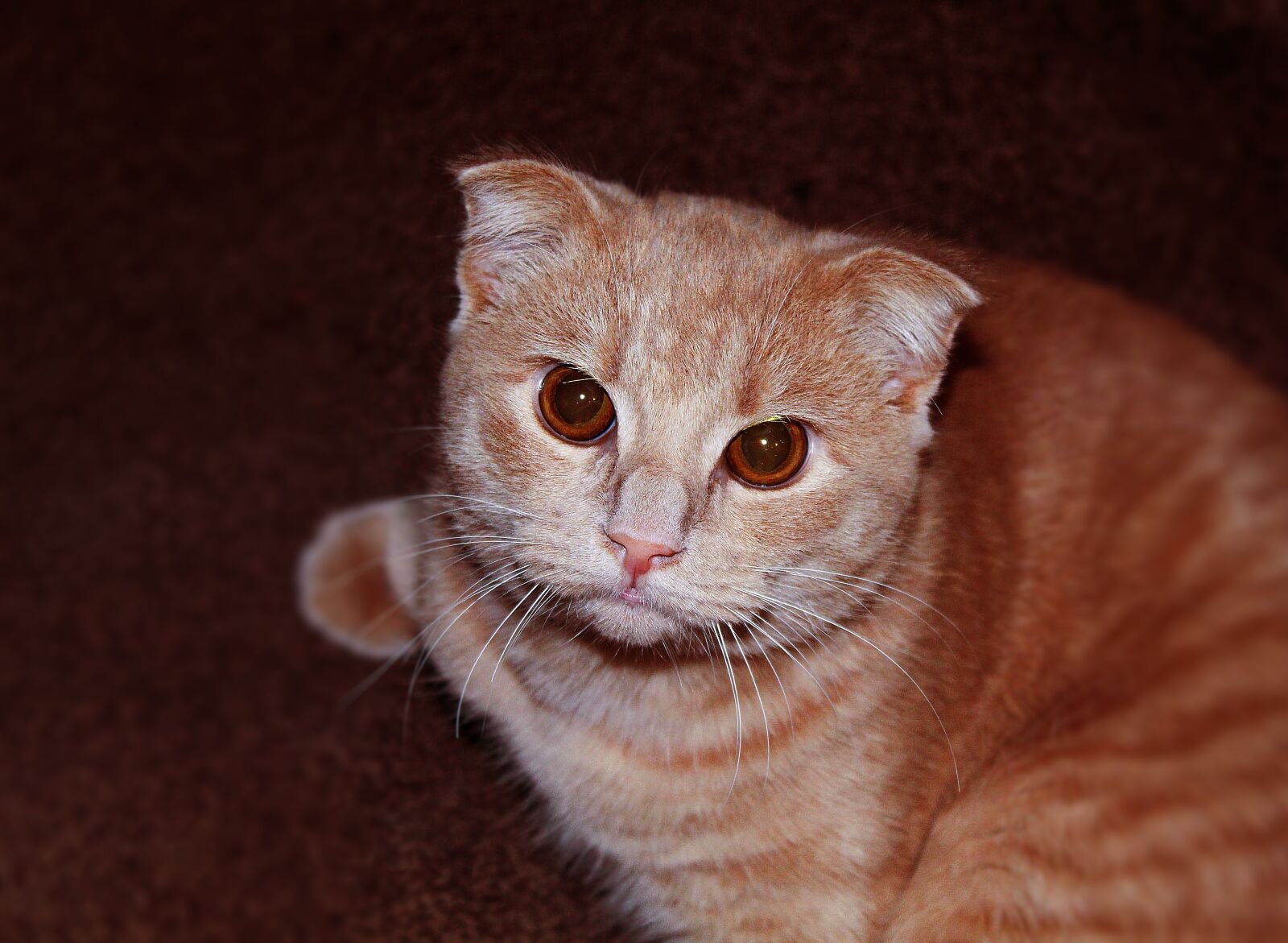 Canon EOS 4000D (EOS Rebel T100 / EOS 3000D) sample photo. Cat, young, red photography