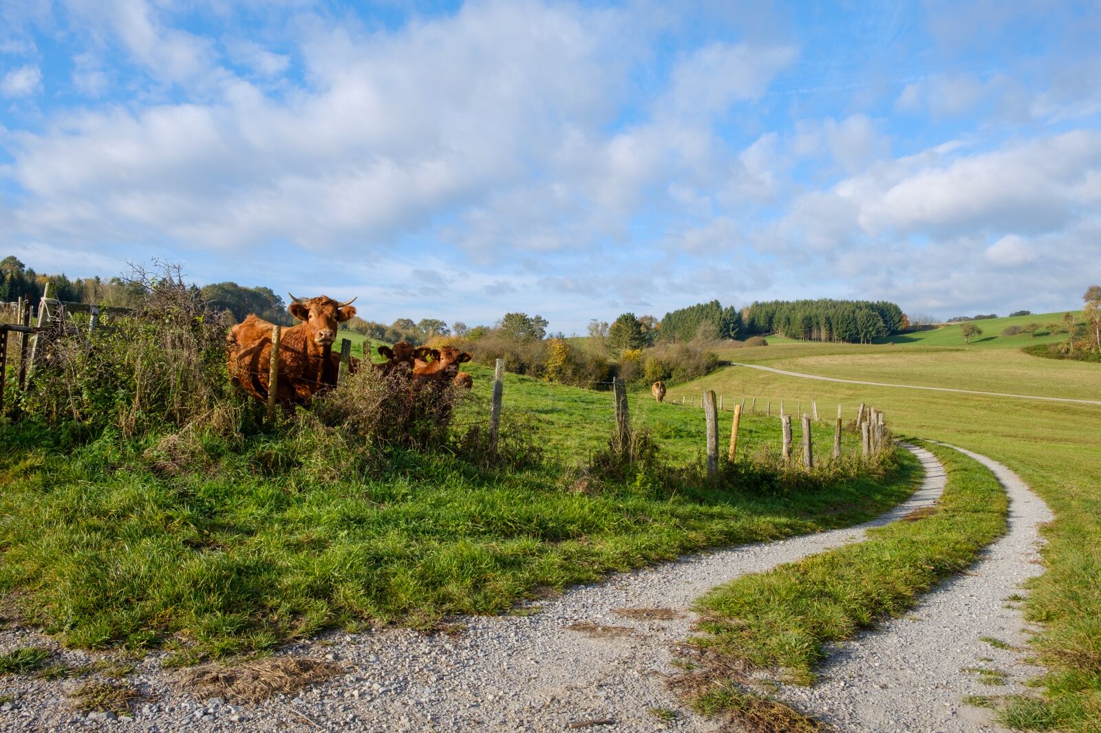 Fujifilm X-T2 sample photo. Away, road, forest road photography