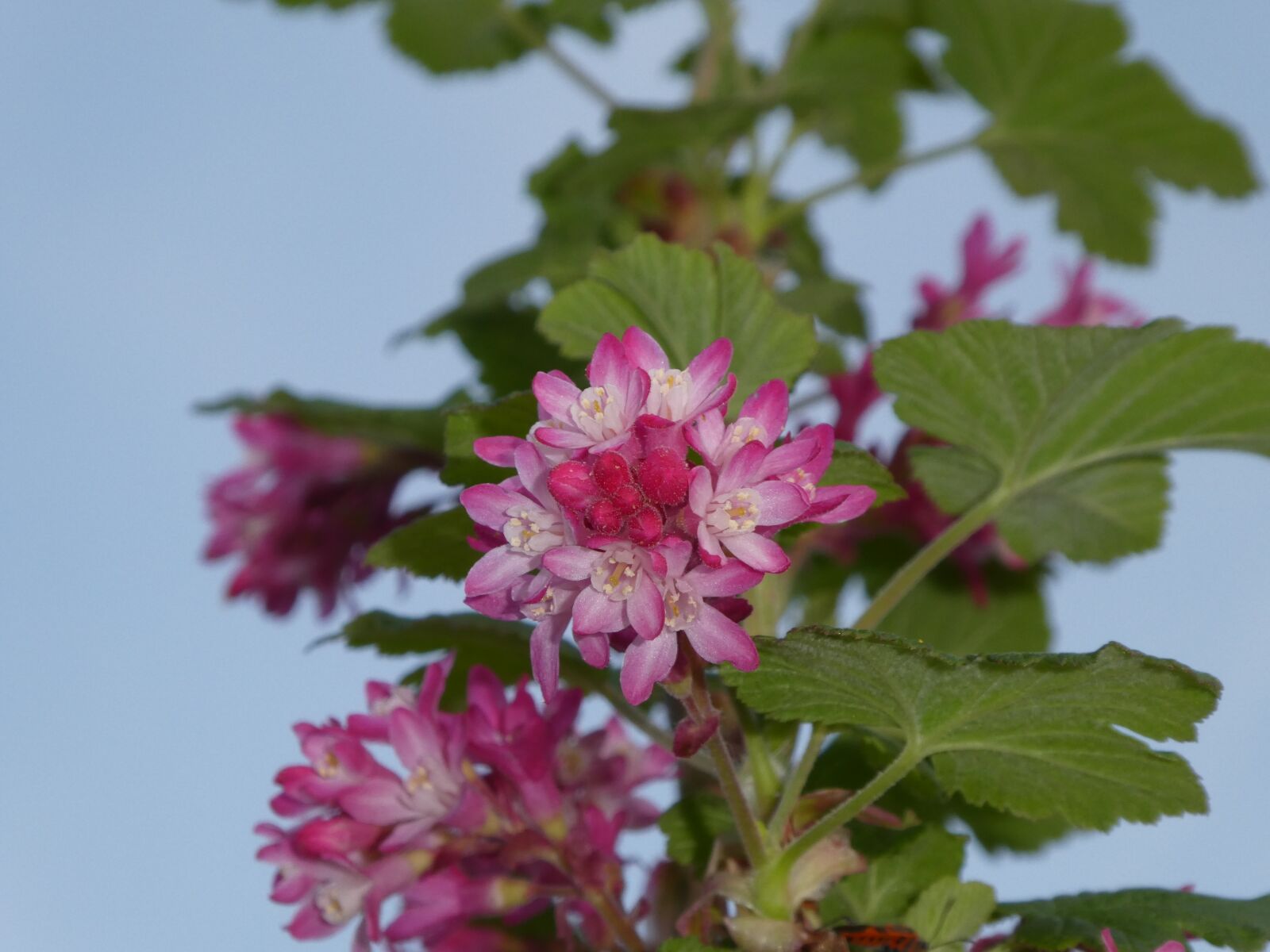 Panasonic DMC-TZ81 sample photo. Pink flower, bush, ornamental photography