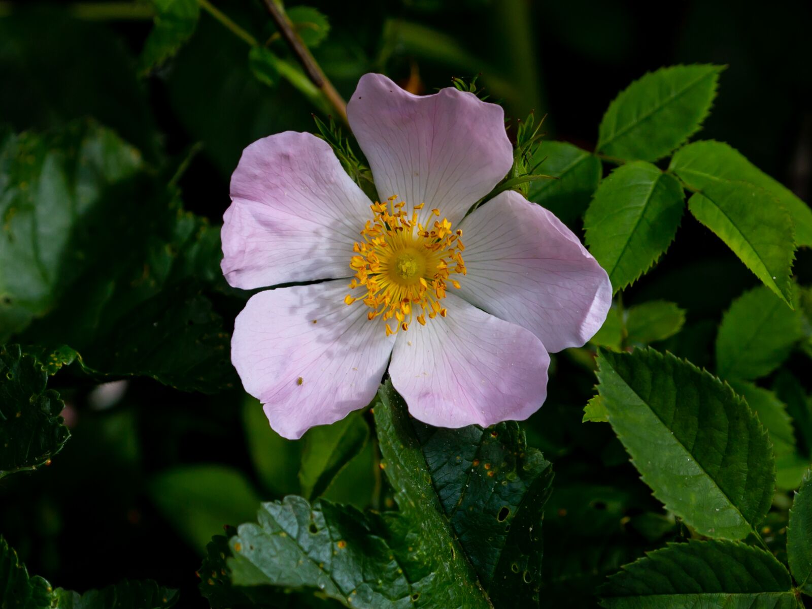 Canon EOS 5D Mark III sample photo. Hip rose, rose hip photography